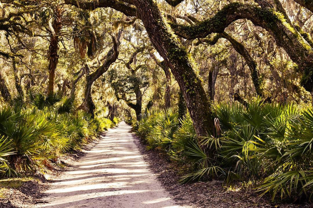 Cumberland Island. Photo by Henry Sharp