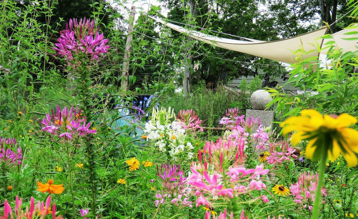 Colorful flower garden