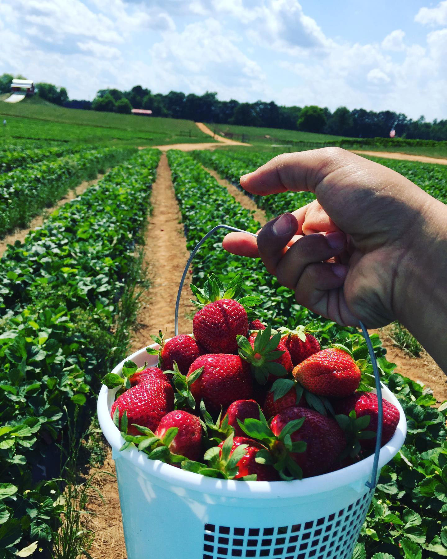 Bucket of strawberries in a field at Southern Belle Farm in McDonough, Georgia