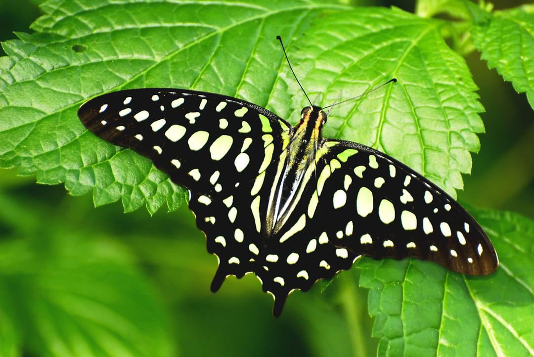 Black and white butterfly on a green leaf