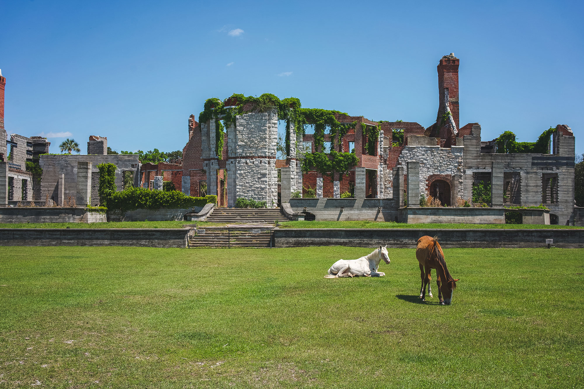 Horses grazing near Dungeness Ruins on Cumberland Island, Georgia