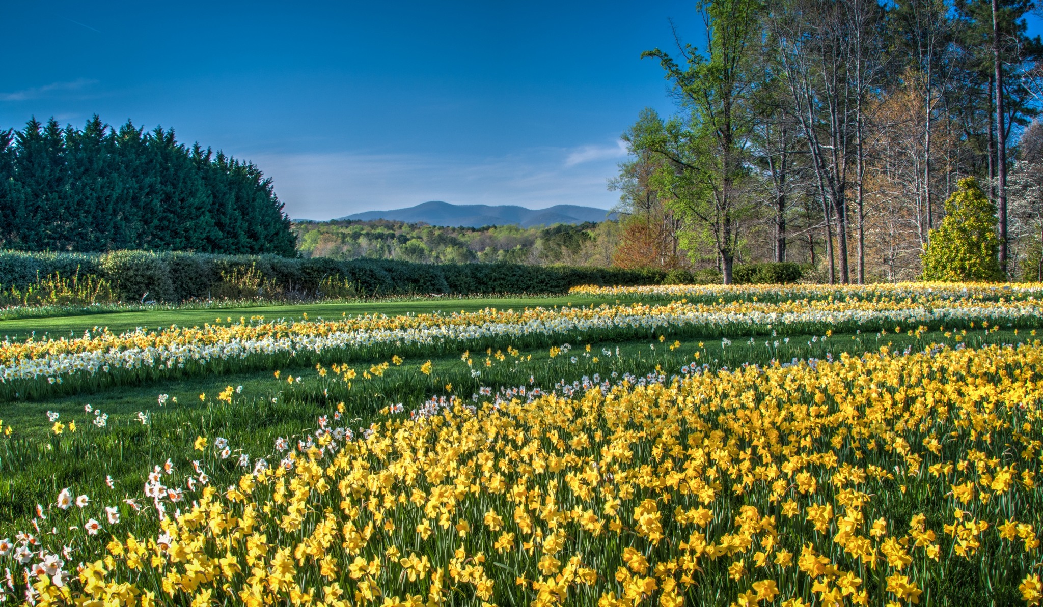 Daffodils blooming at Gibbs Gardens in Ball Ground, Georgia