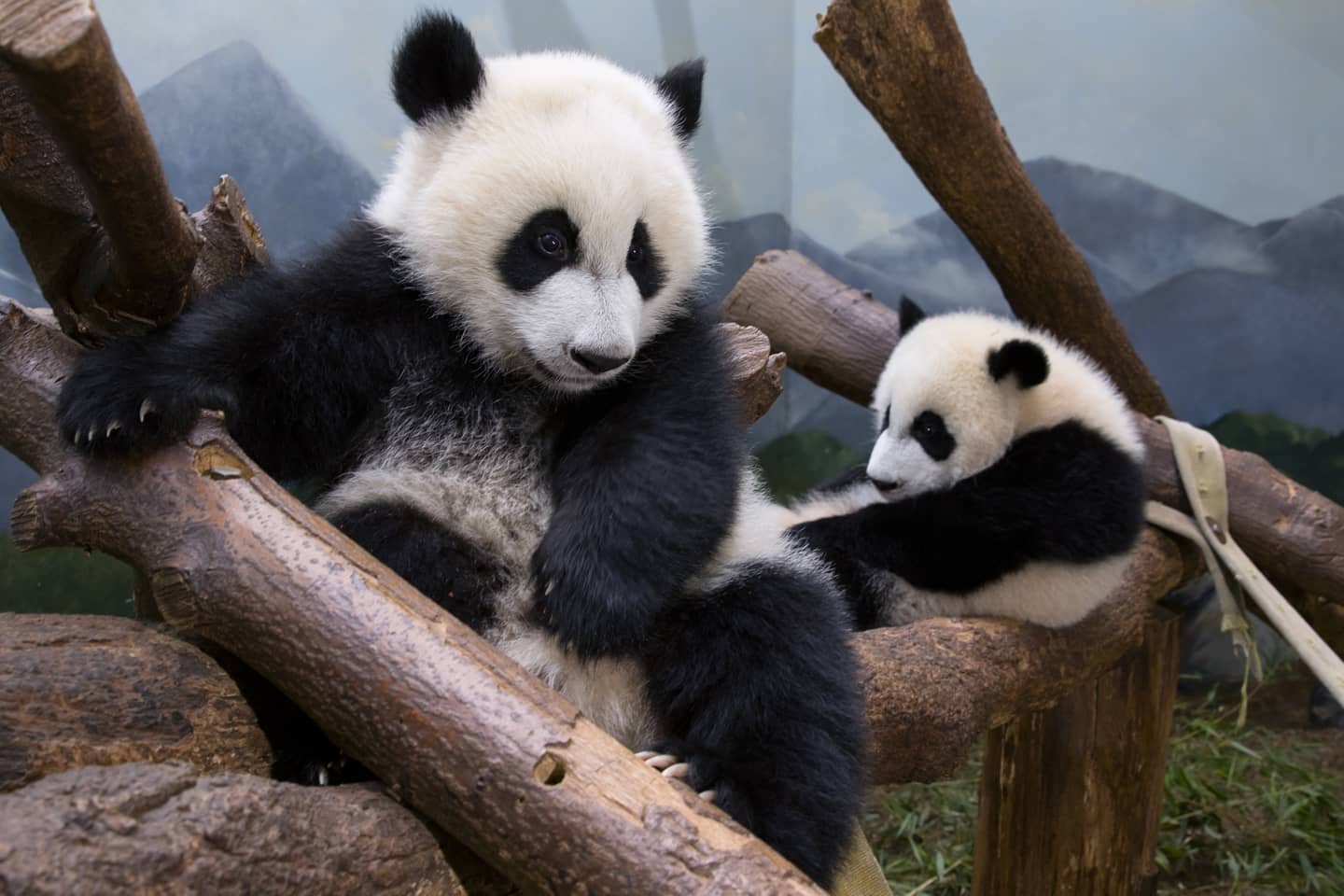 Pandas at Zoo Atlanta