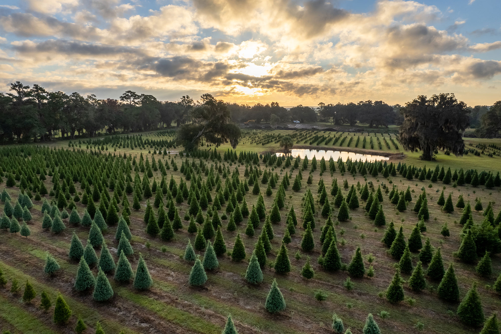 Aerial view of the fields at Webster's Christmas Tree Farm