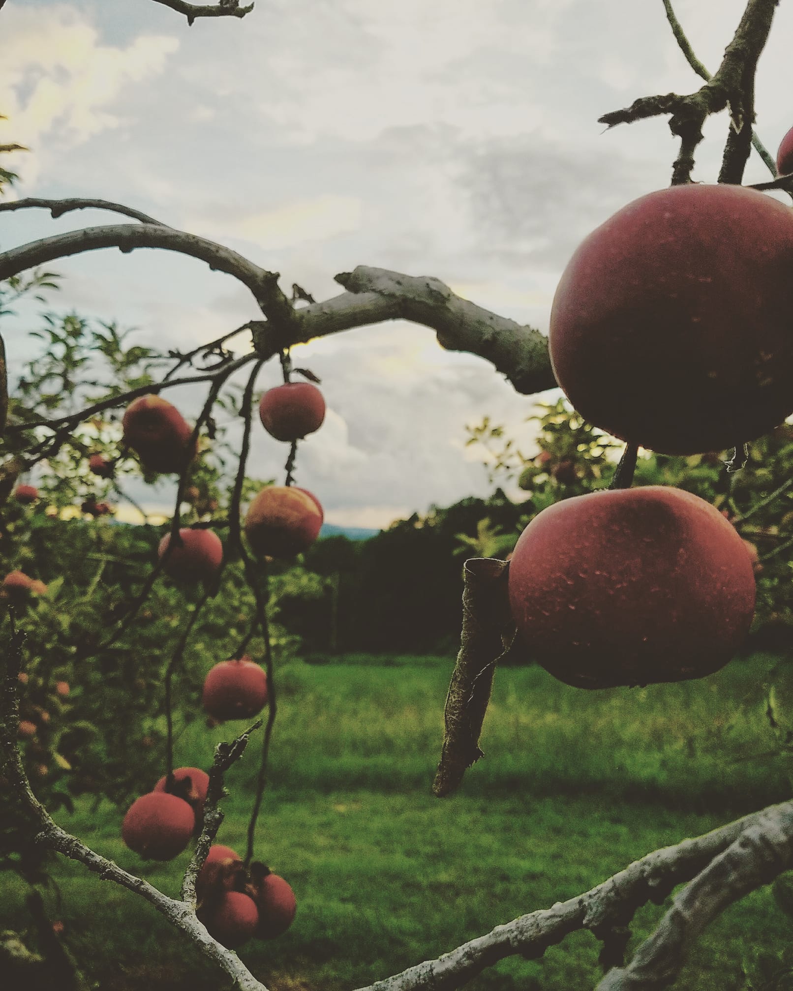 Apples at The Folk Collaborative in McCaysville, Georgia