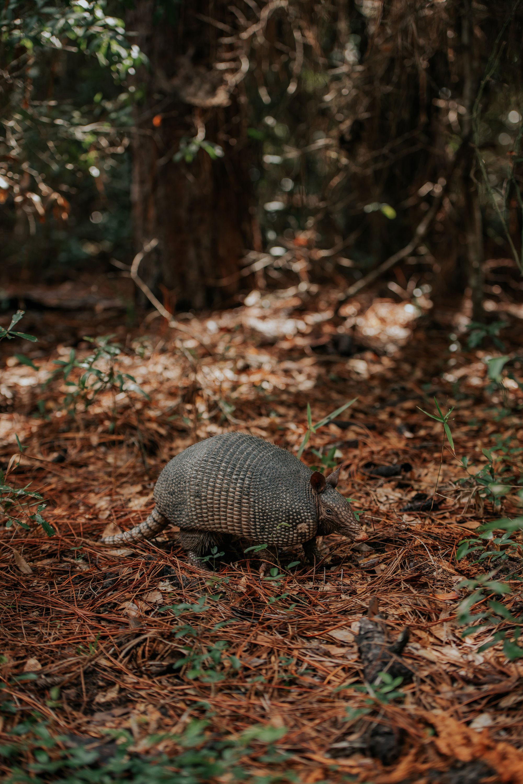 Armadillo on Cumberland Island, Georgia