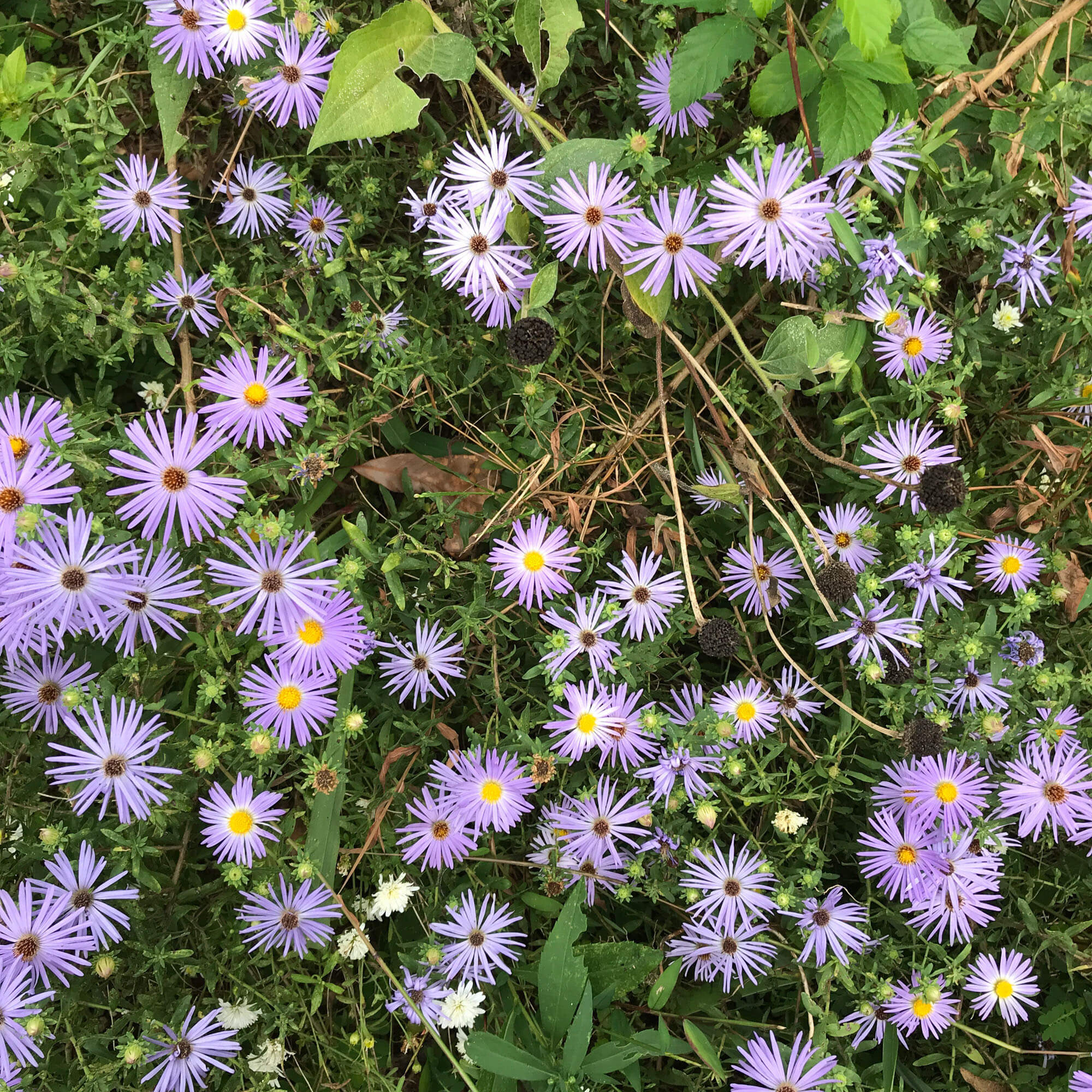 Asters at Oakland Cemetery in Atlanta