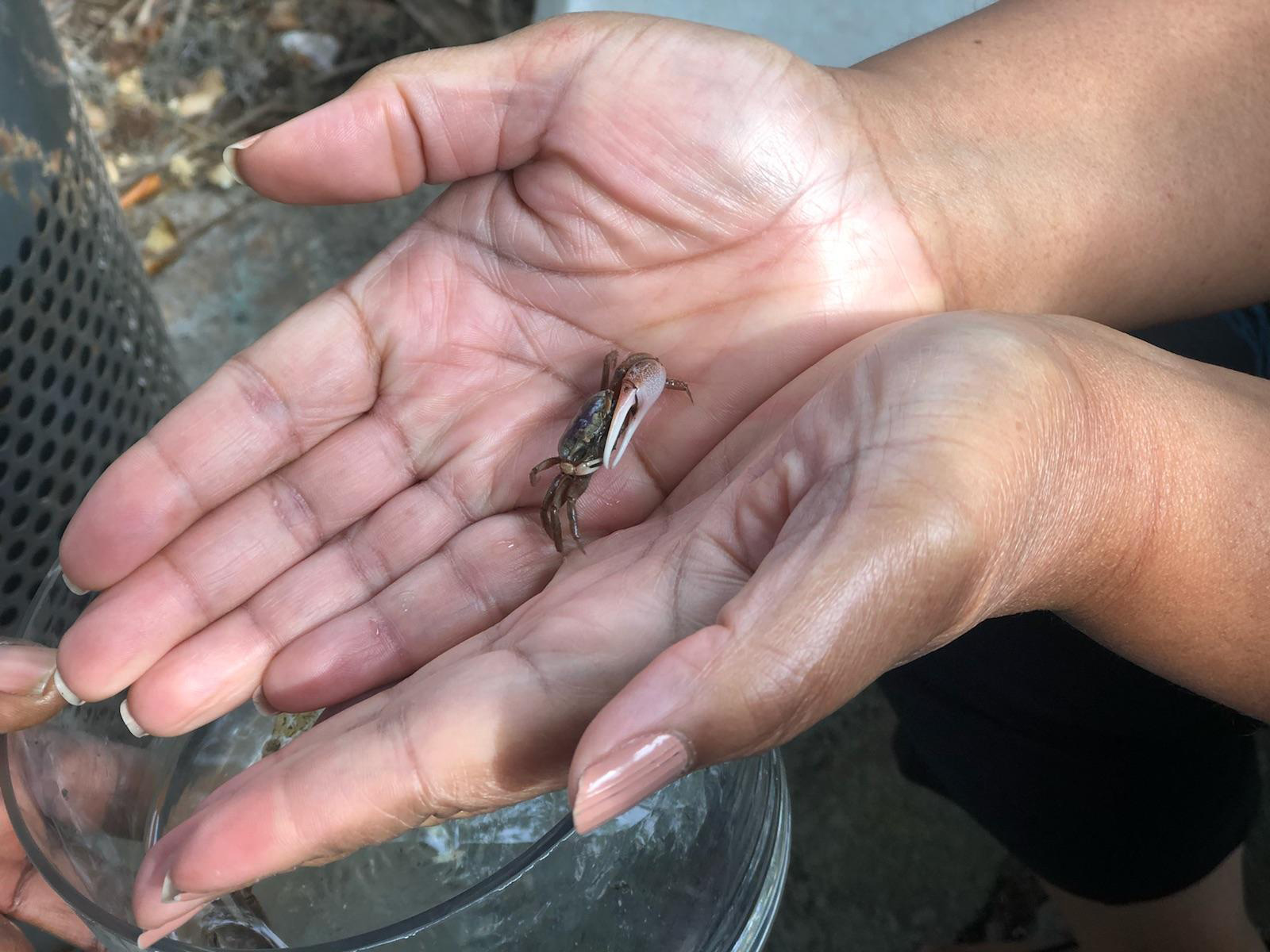 Holding a baby crab at Pin Point Heritage Museum in Savannah. Photo by Kalin Thomas