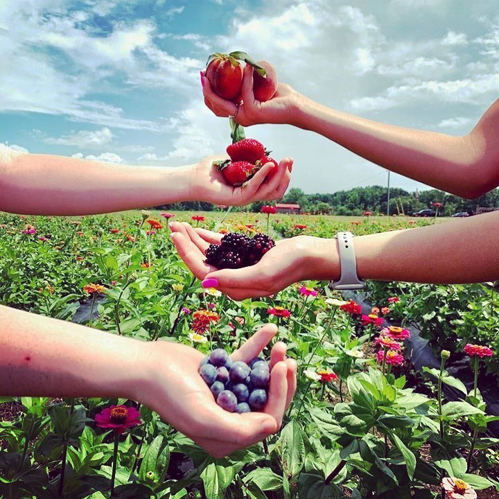 Hands holding berries at Southern Belle Farm in McDonough, Georgia