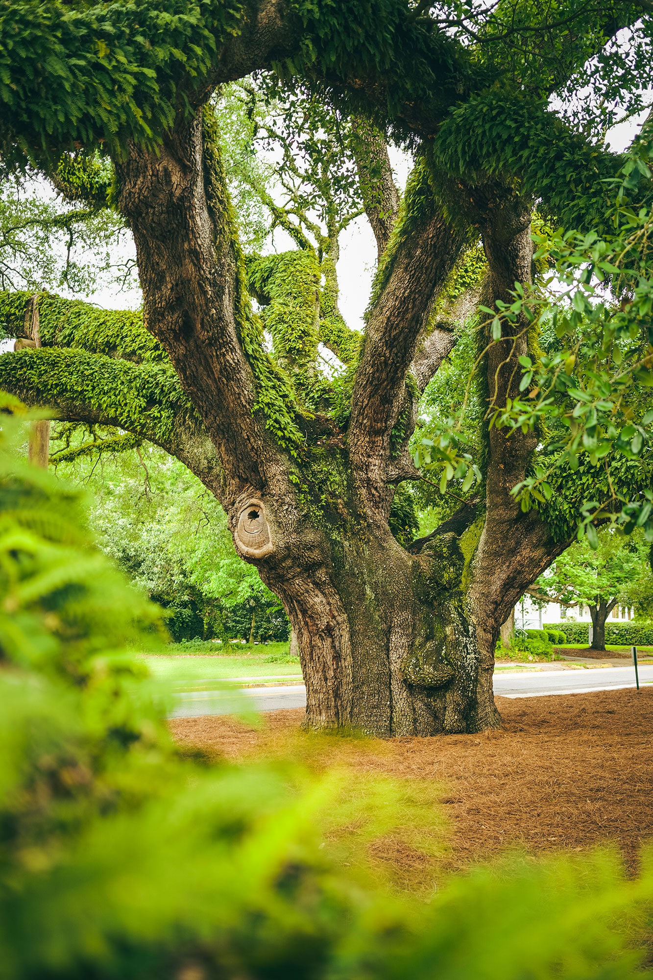 The Big Oak in Thomasville, Georgia