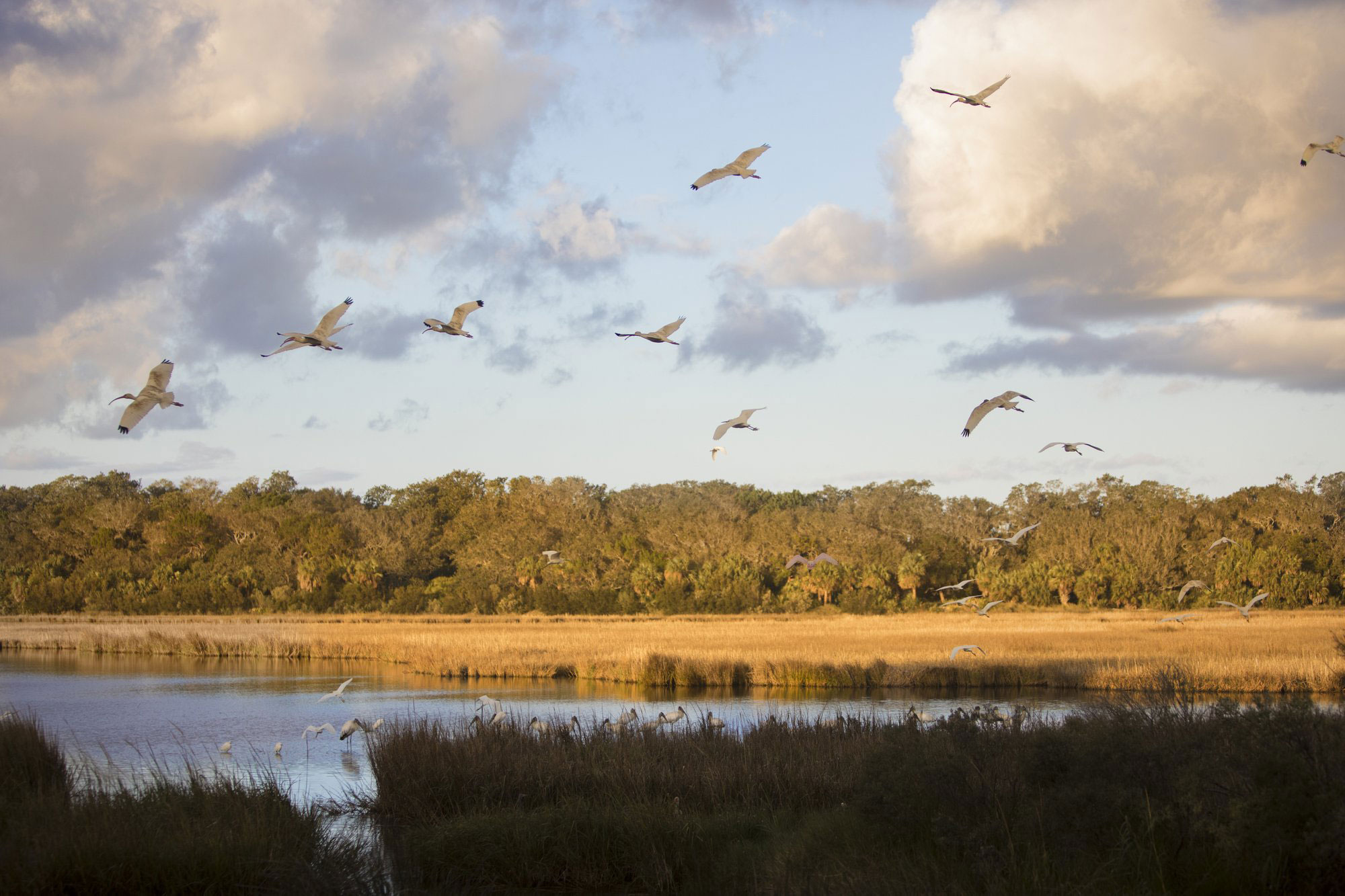 Birds flying over water and marsh on Little St. Simons Island, Georgia
