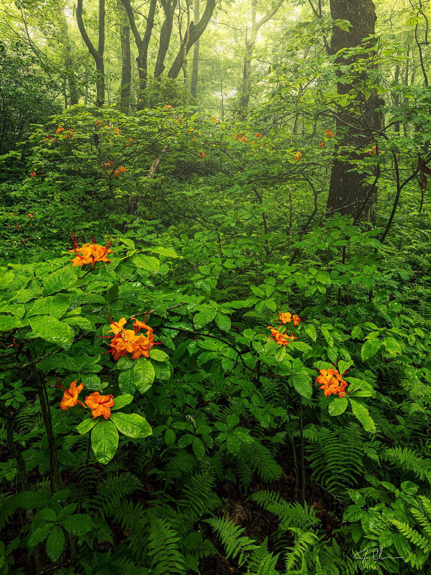 Flowers along the trail on Blood Mountain near Blairsville, Georgia. Photo by Jason Clemmons