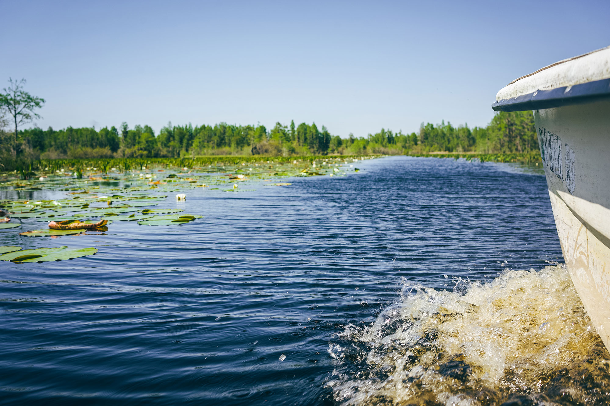 Boat tour of the Okefenokee Swamp
