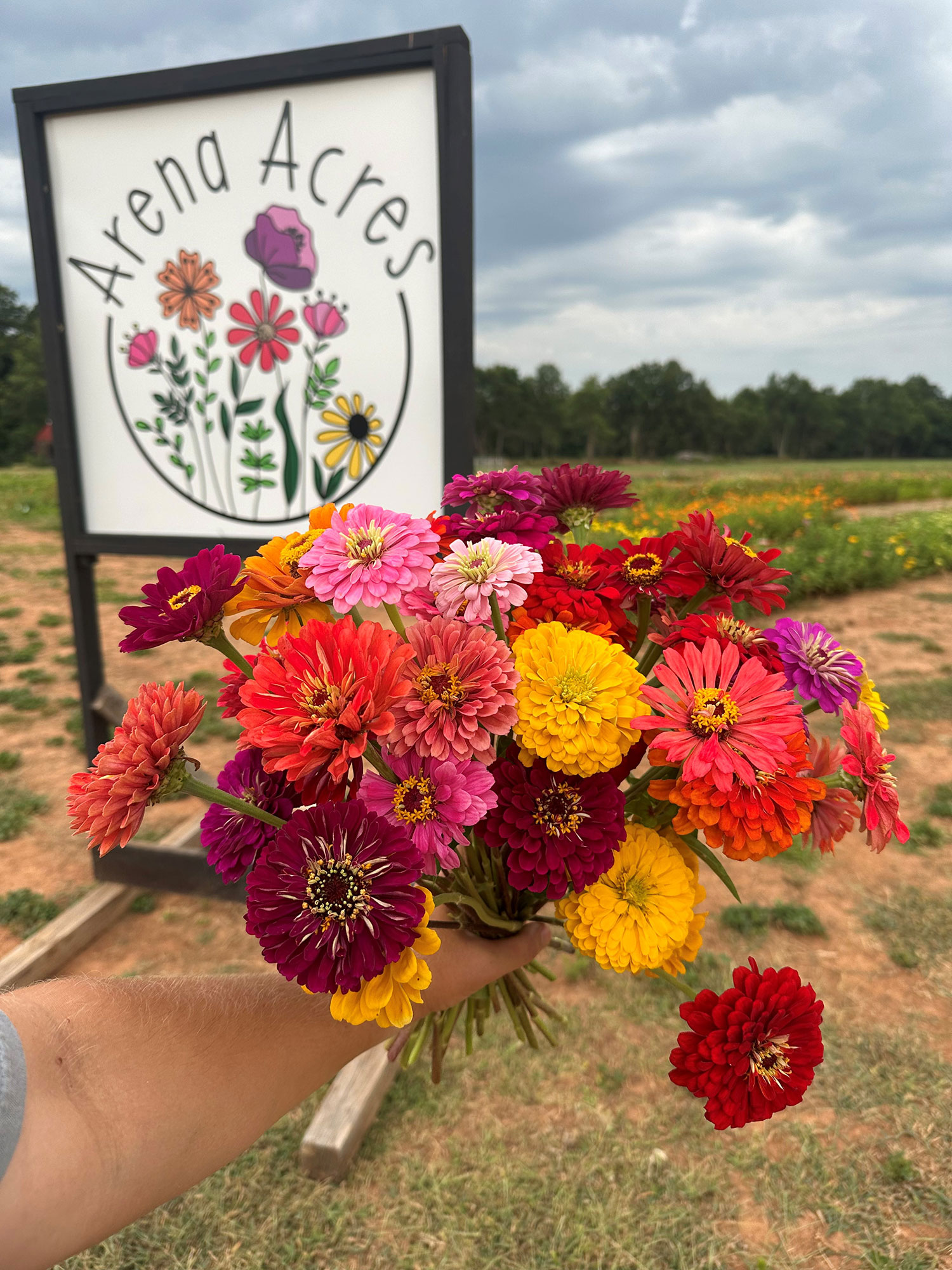 Hand holding a bouquet of red, yellow, orange and pink flower with the Arena Acres sign in the background