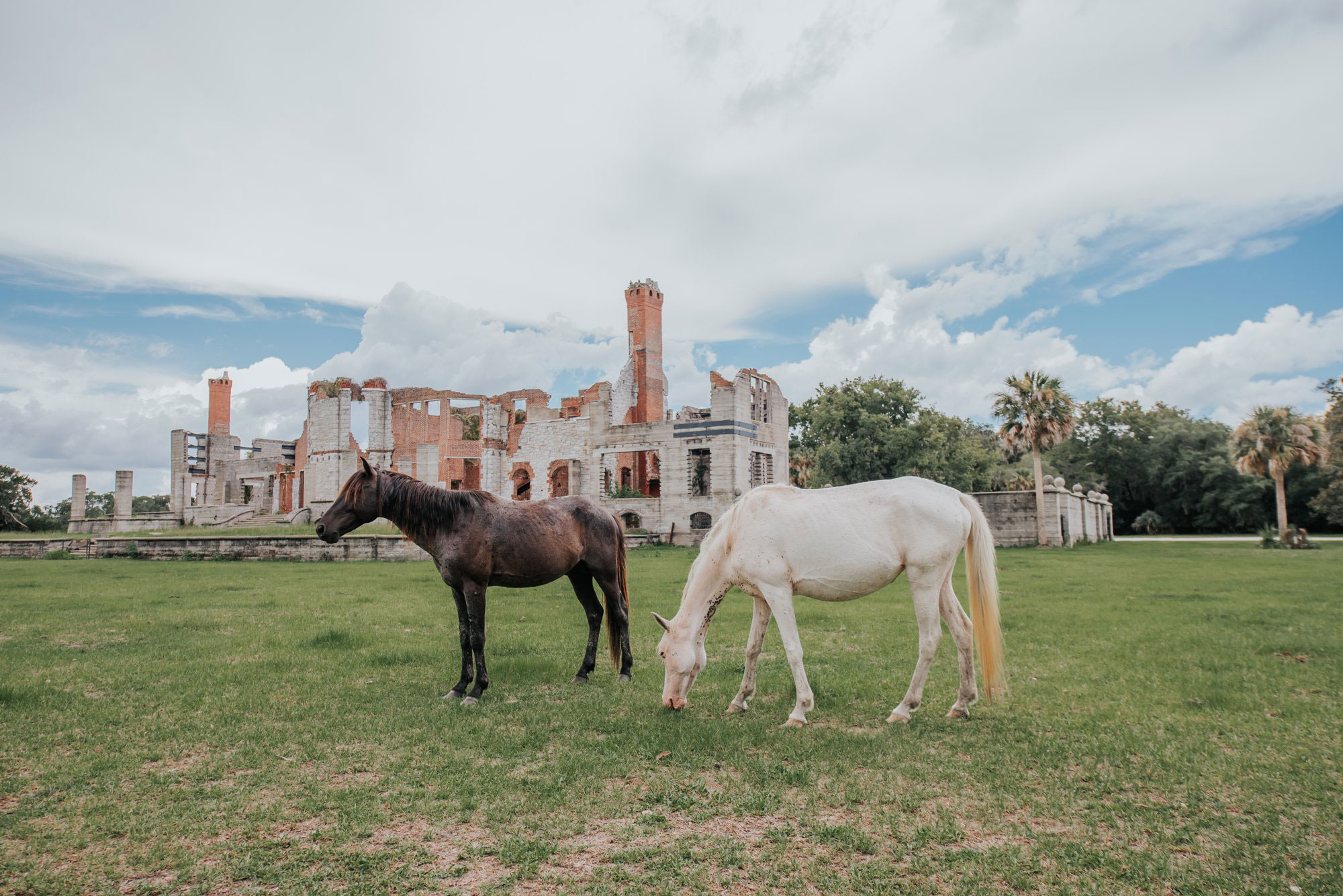 A brown and a white horse grazing on the lawn at the Dungeness Ruins on Cumberland Island, Georgia