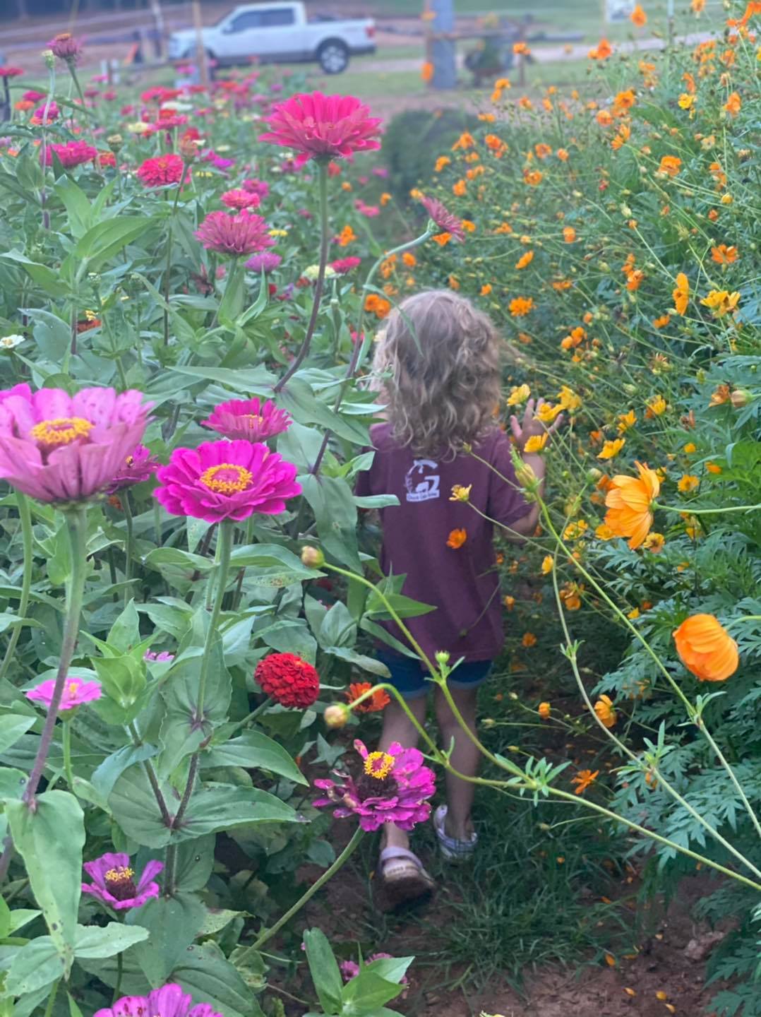 Child walking through rows of tall pink and orange flowers