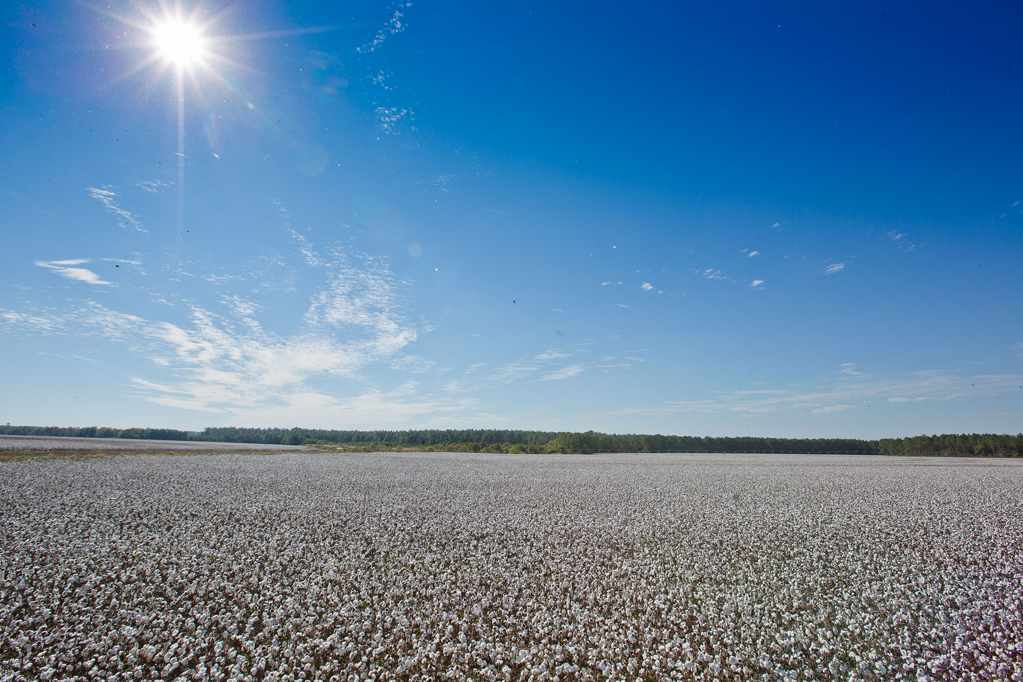 Cotton field near Fitzgerald, Georgia