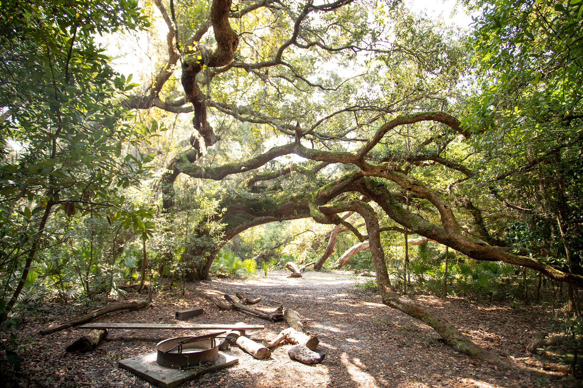 Tree-shaded campsite on Cumberland Island, Georgia