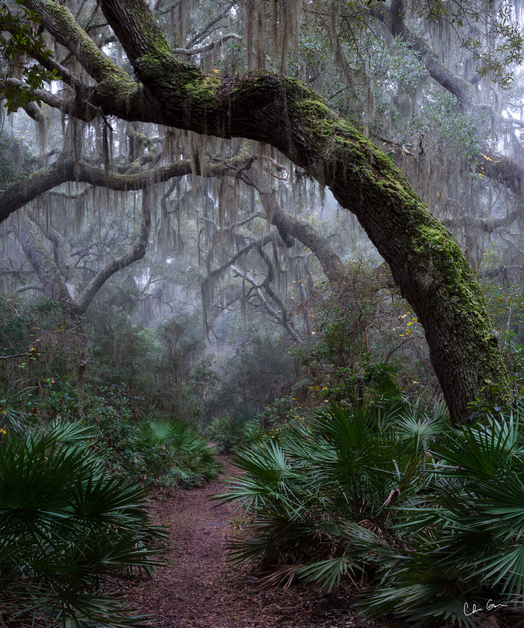 Foggy and tree-shaded trail on Cumberland Island, Georgia. Photo by Chris Greer