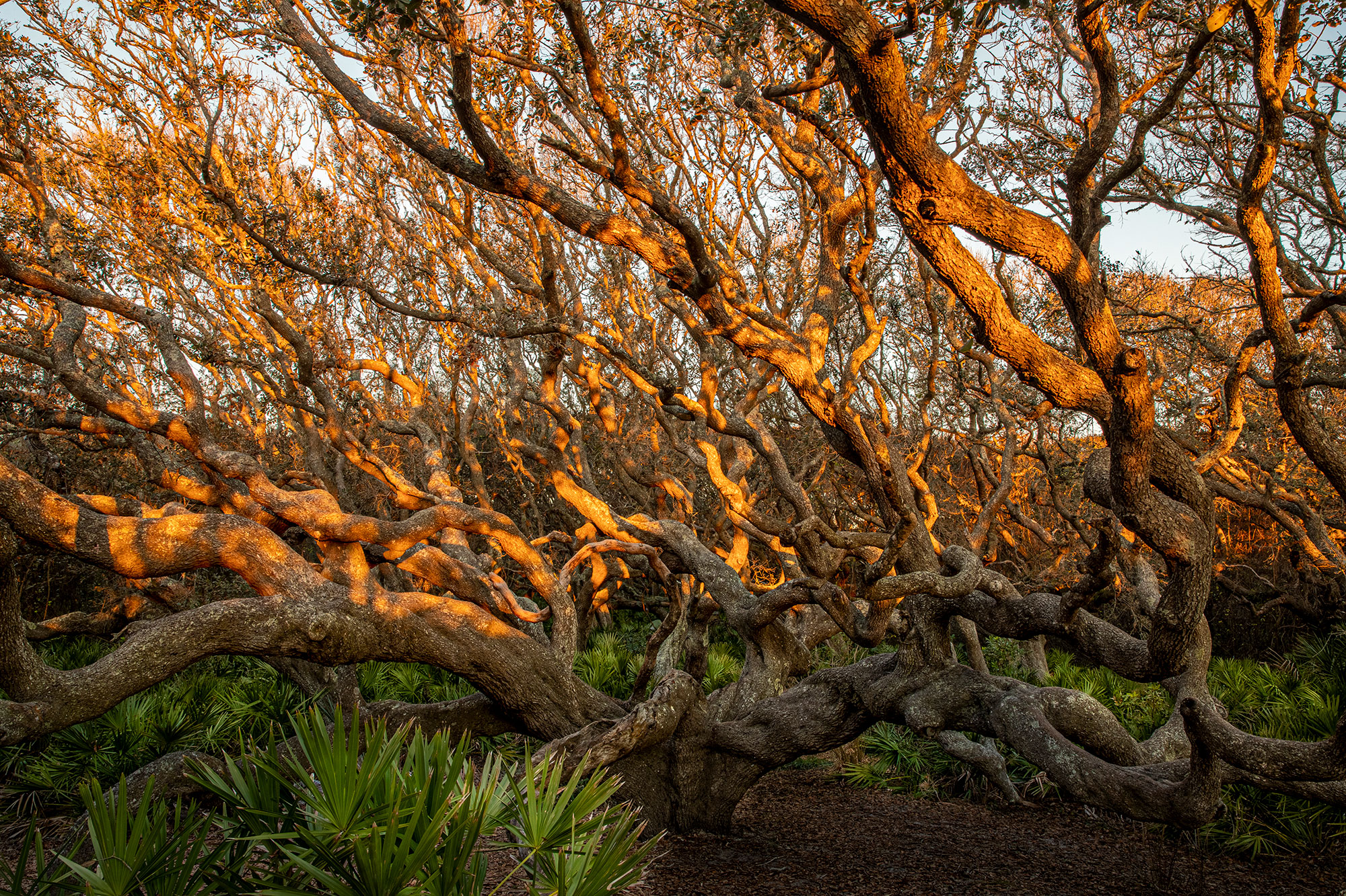 Sunlit trees in the forest on Cumberland Island, Georgia