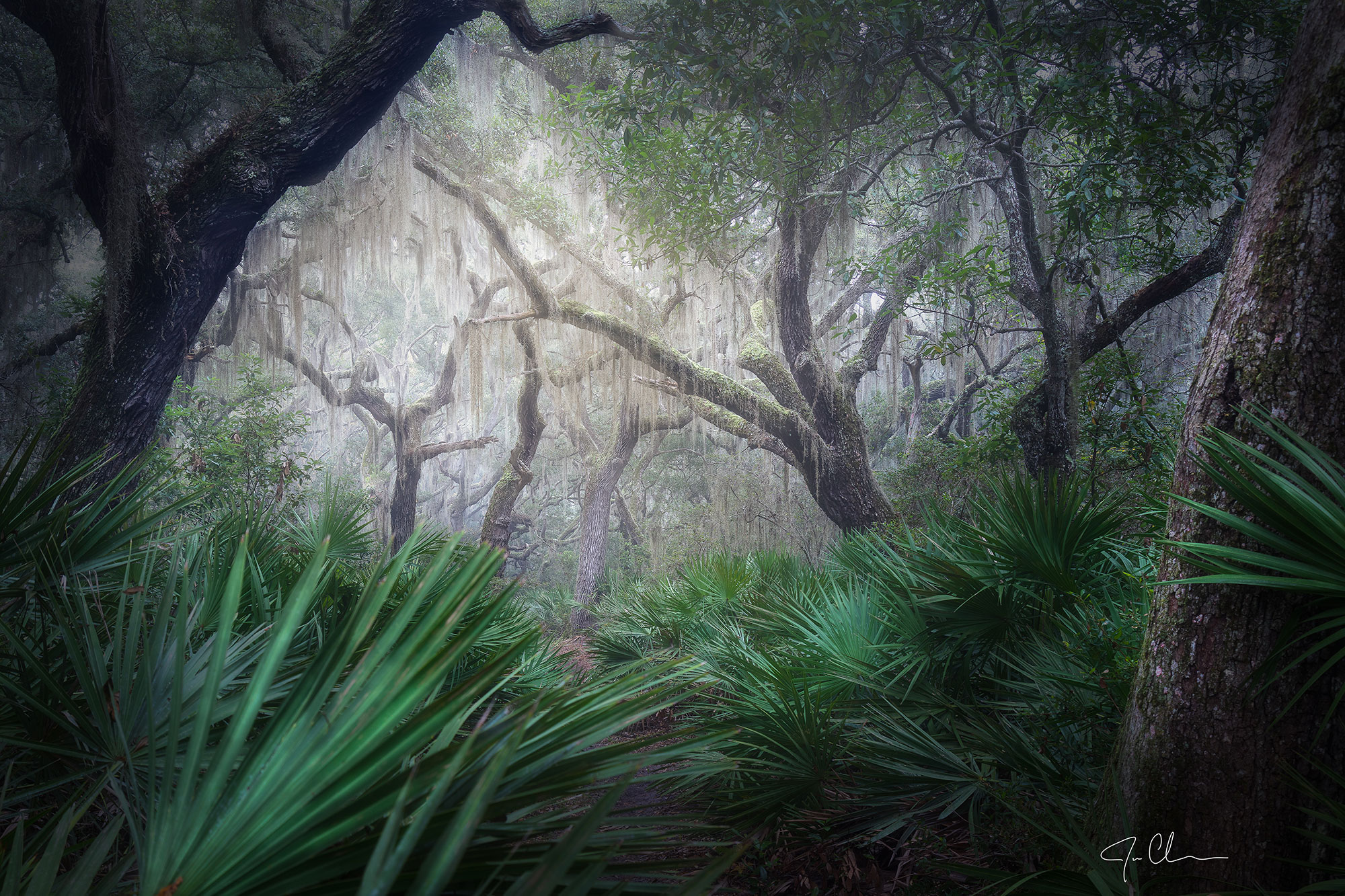 Foggy trees on Cumberland Island, Georgia. Photo by Jason Clemmons