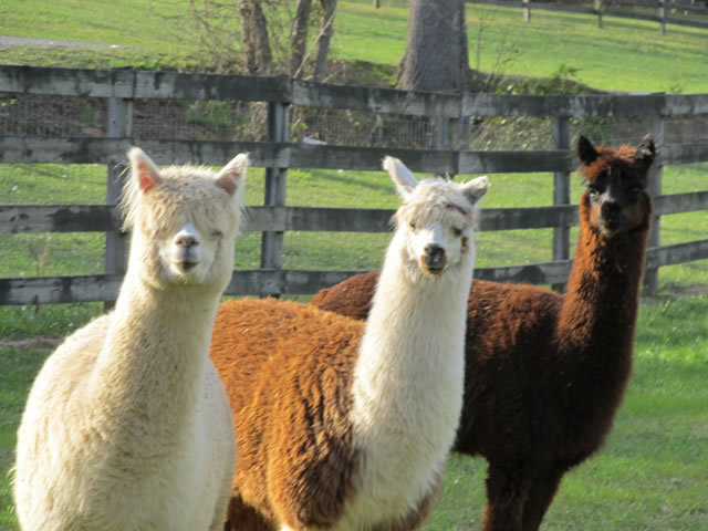 Alpacas at Cupid Falls Farm in Young Harris, Georgia