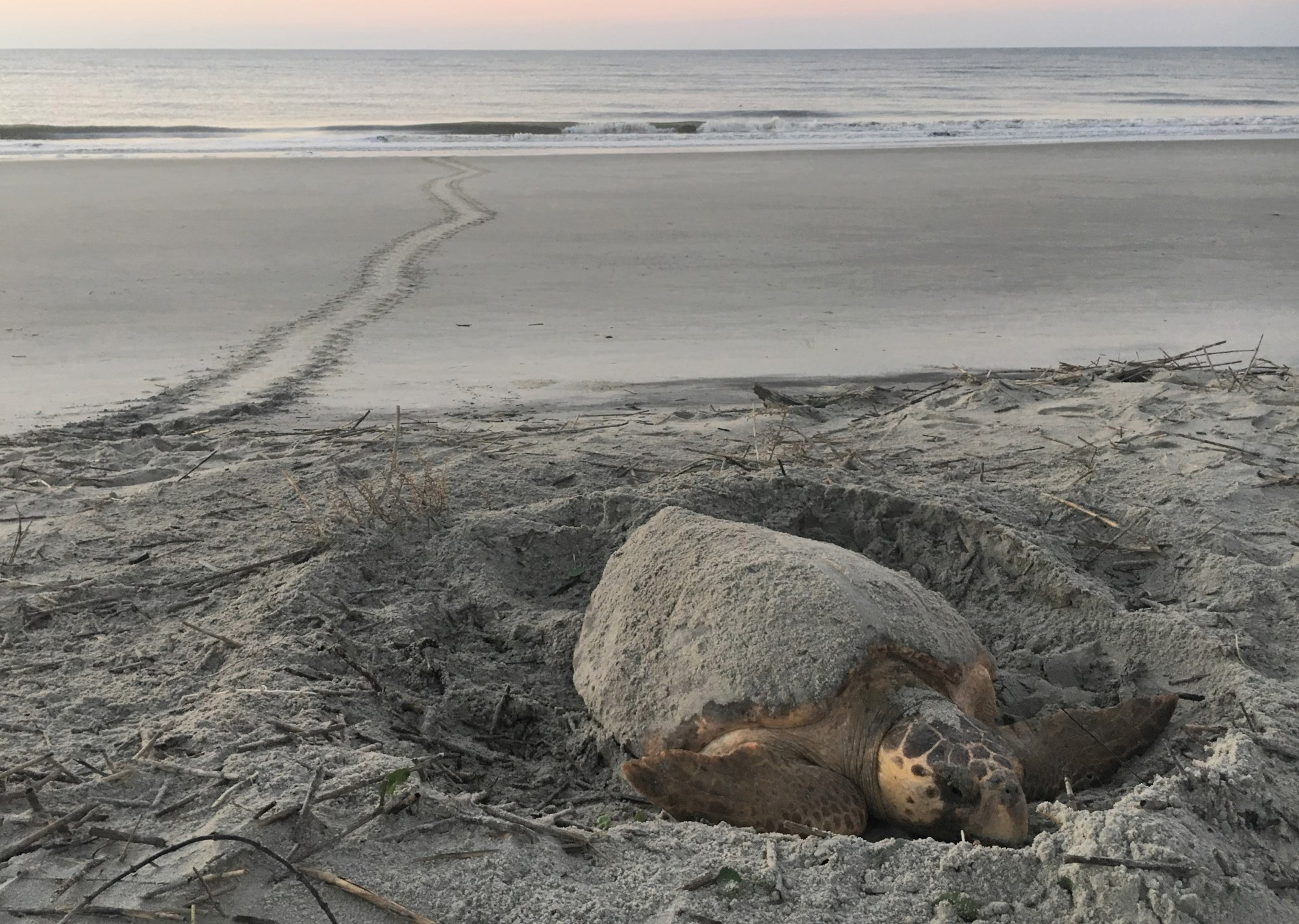 Nesting loggerhead sea turtle. Photo courtesy Georgia Department of Natural Resources