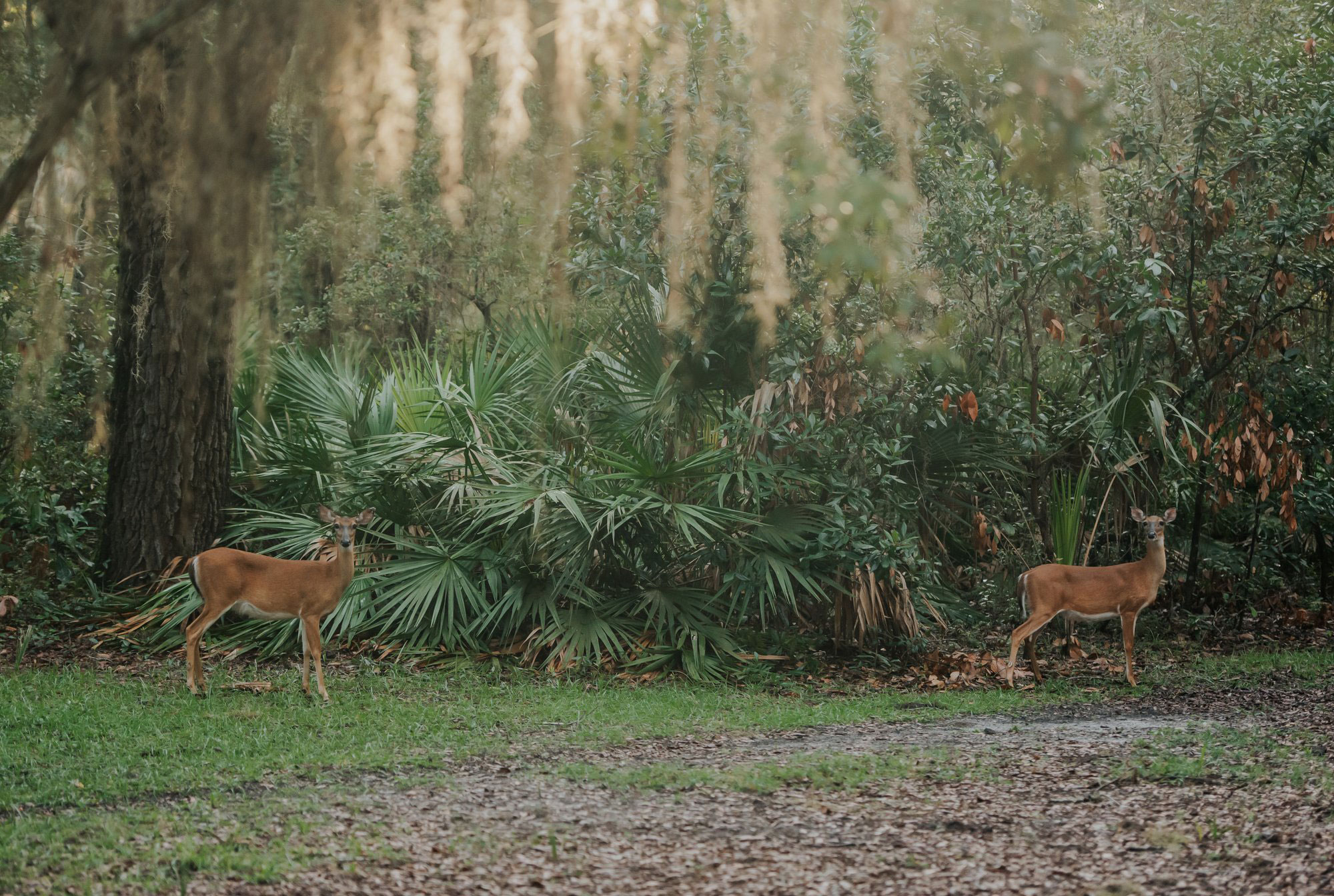 Two deer on Cumberland Island, Georgia