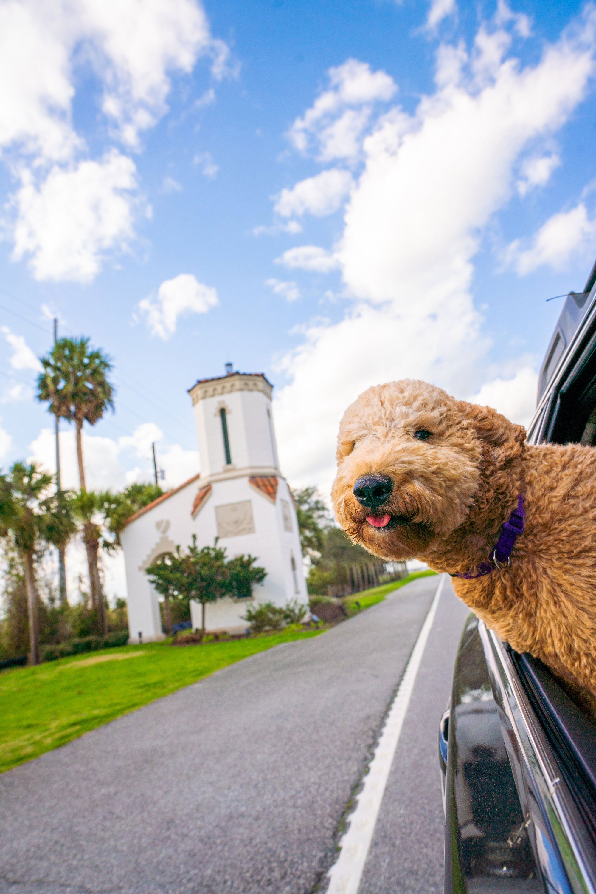 Dog riding in a car on Jekyll Island, Georgia