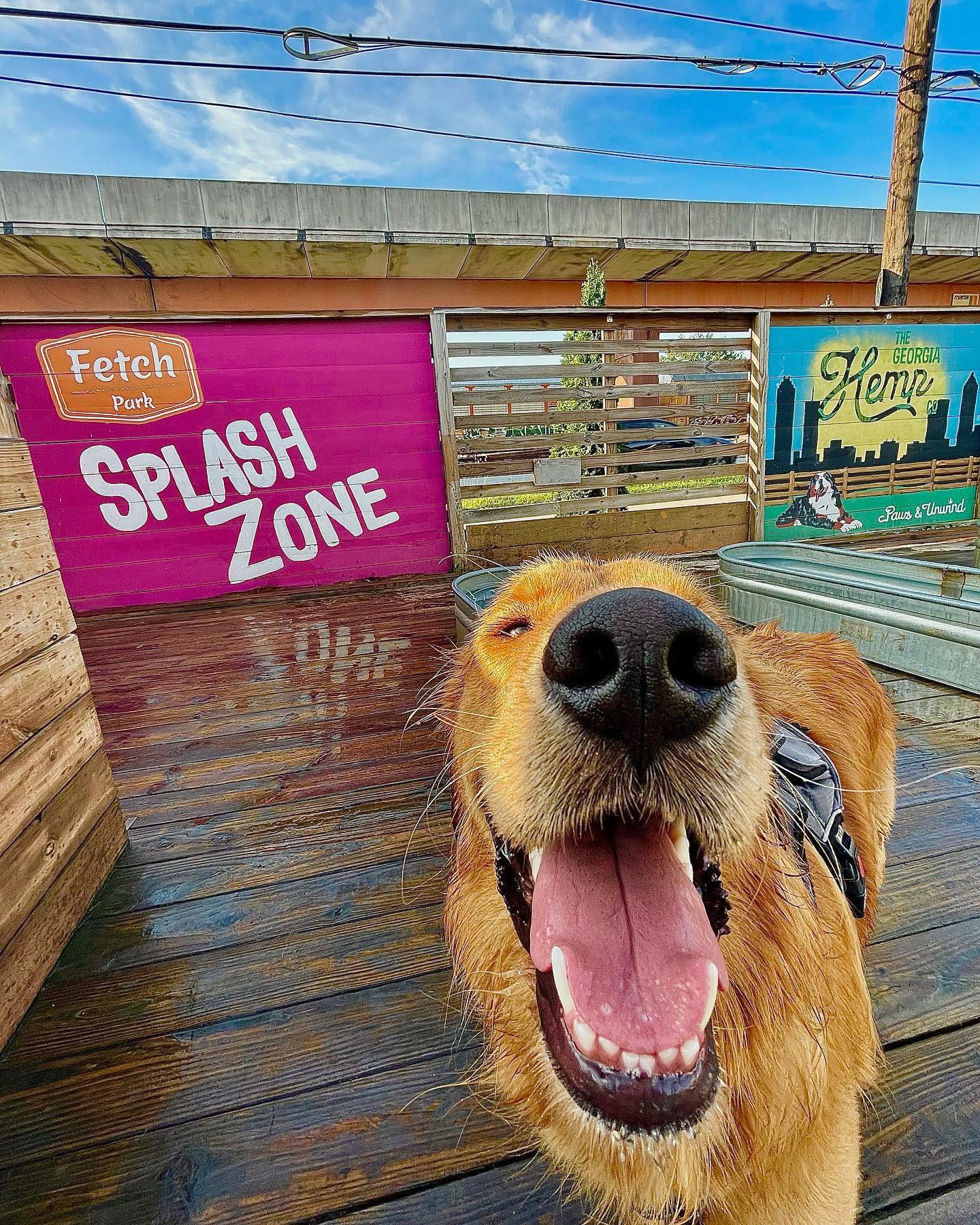 Dog in the Splash Zone at Fetch Park