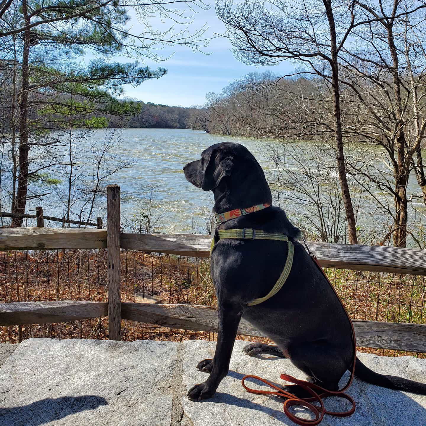 Dog at Jones Bridge Park in Peachtree Corners, Georgia