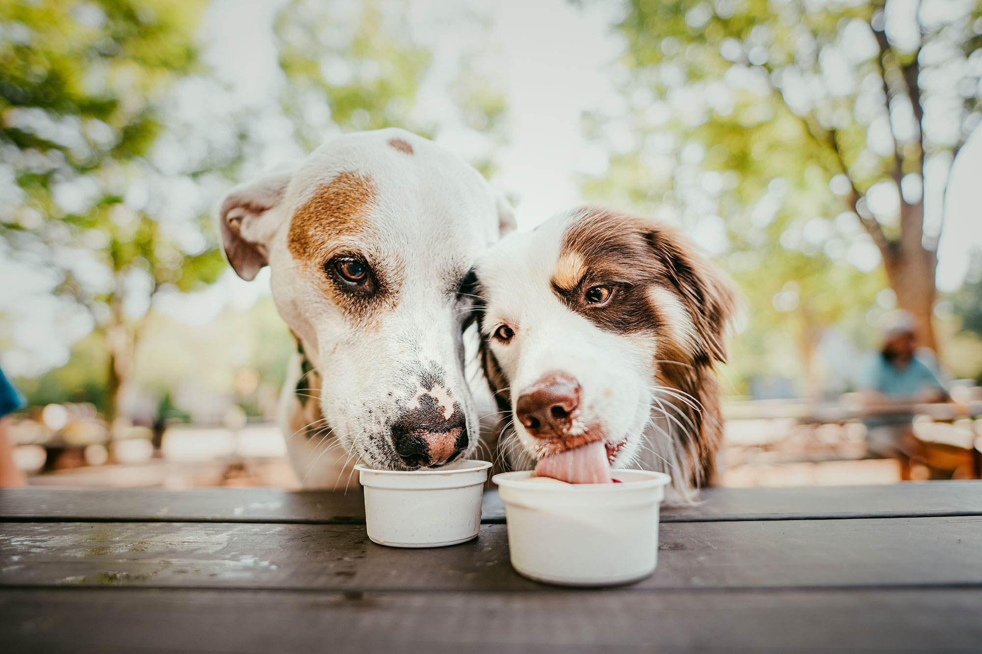Two dogs eating ice cream at Barnsley Resort