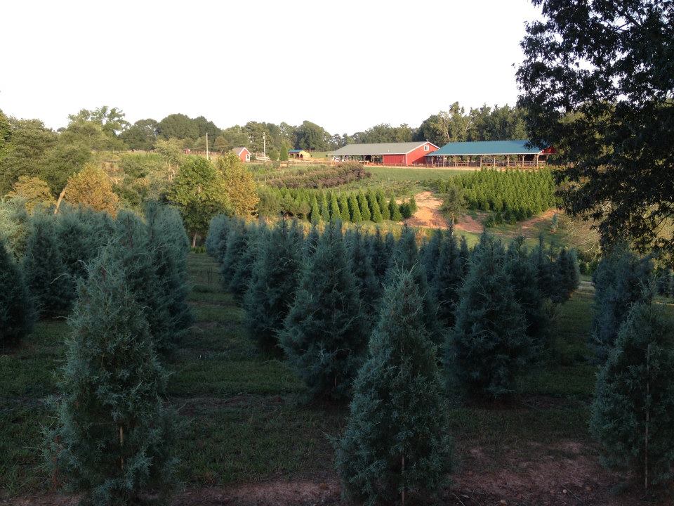Fields of trees with red barn in the background