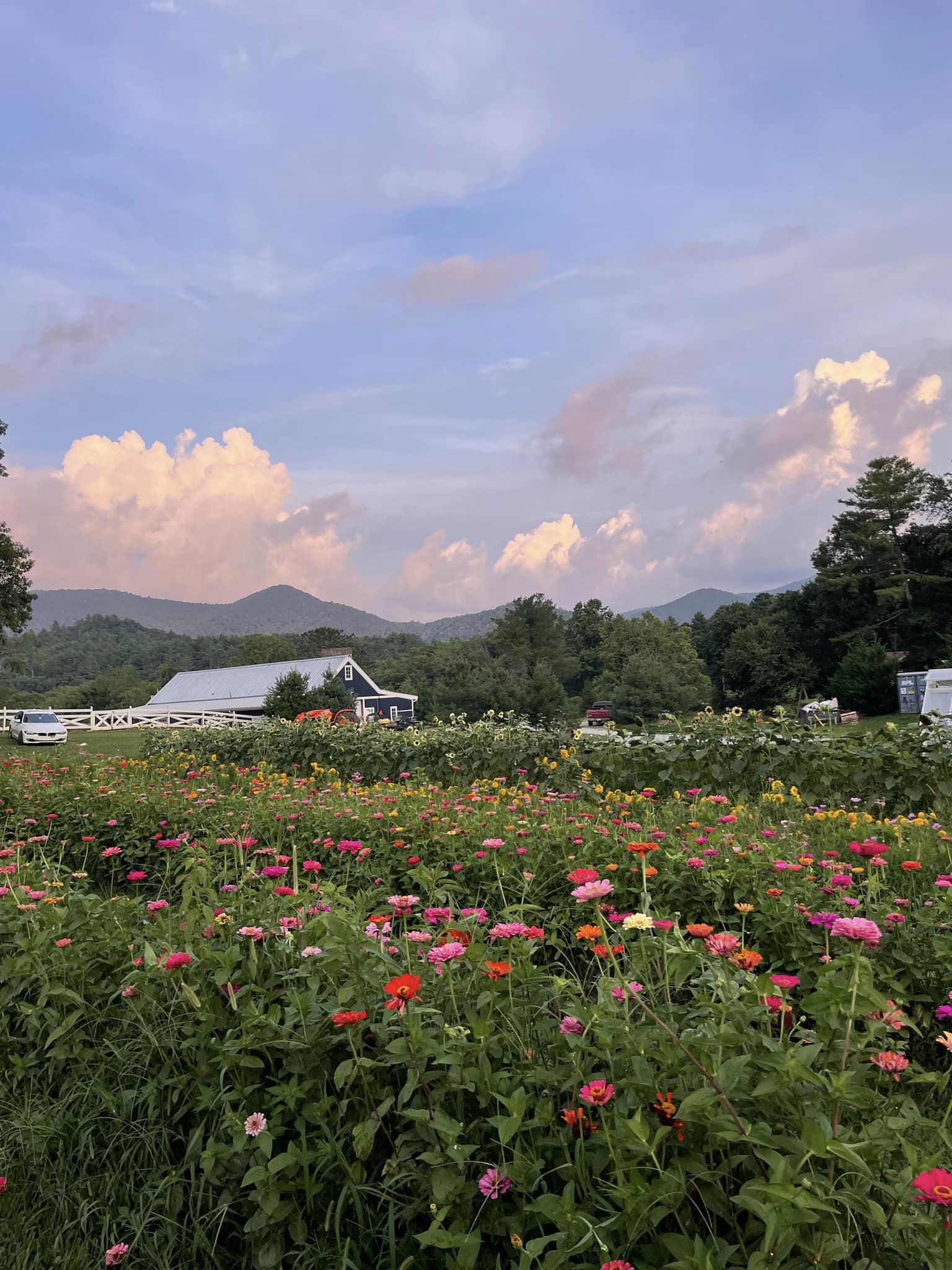 Multicolored flowers blooming in a field with a blue and white barn and mountains in the distance