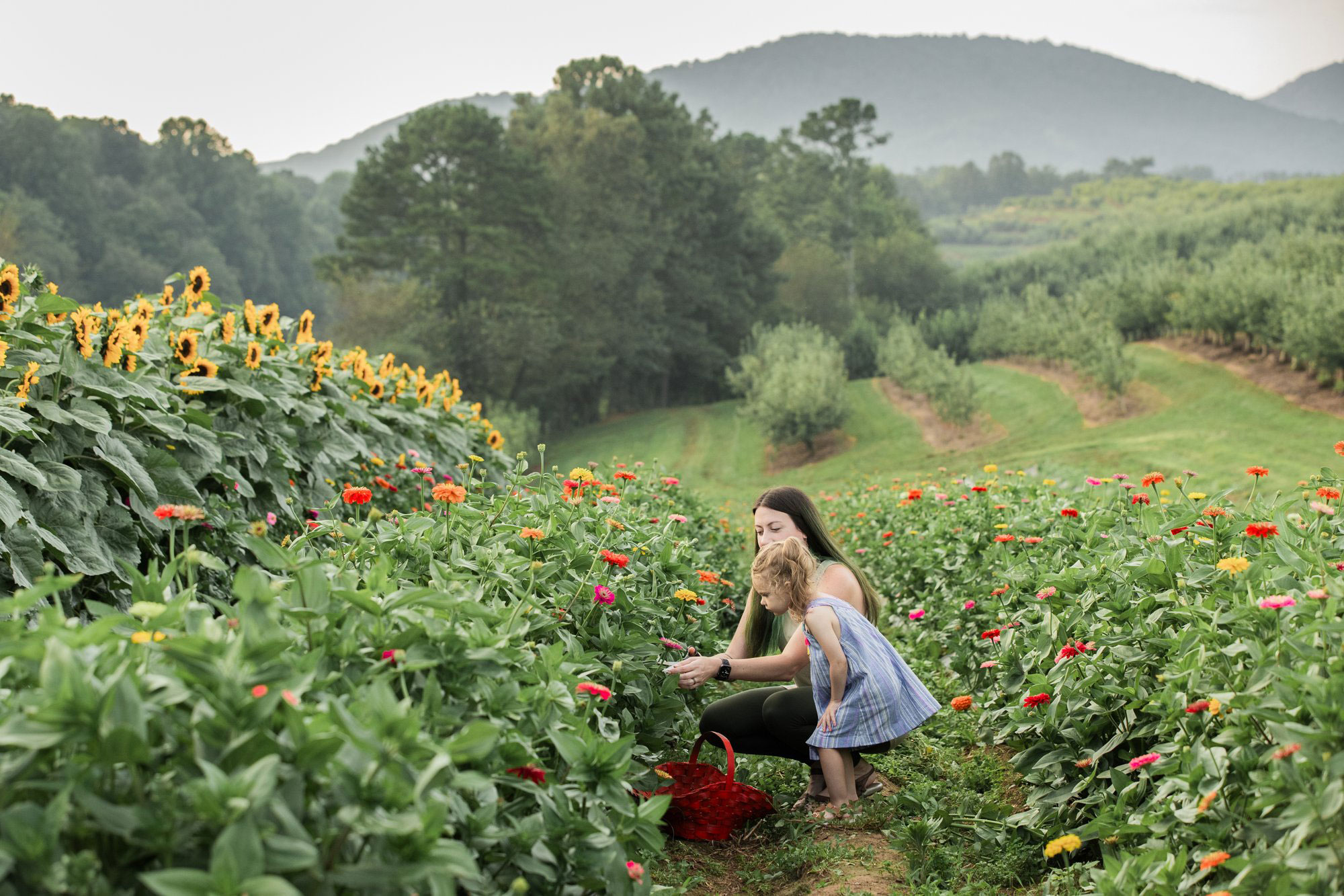 Woman and child picking flowers at R & A Orchards in Ellijay, Georgia