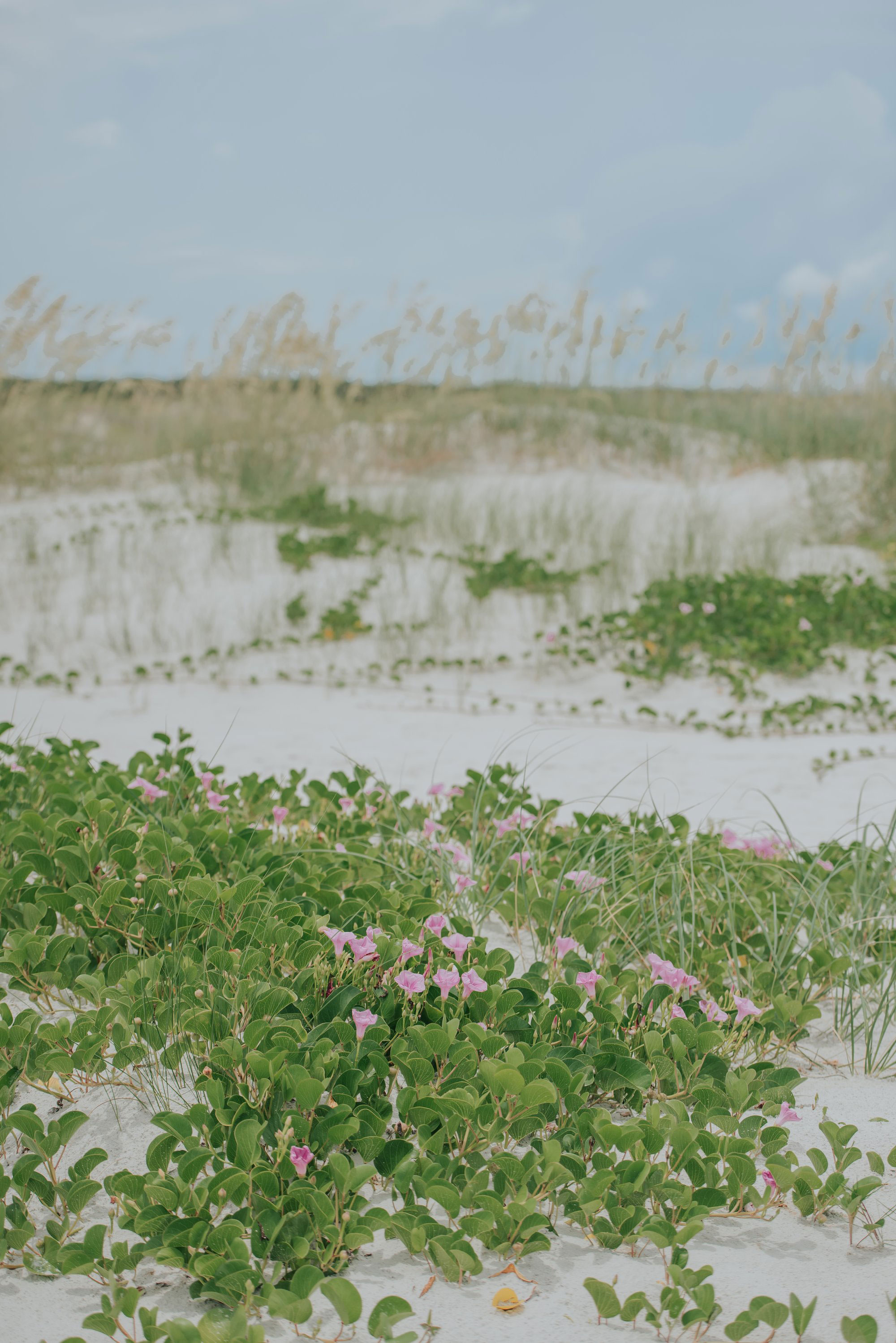 Small pink flowers blooming in the sand on Cumberland Island, Georgia