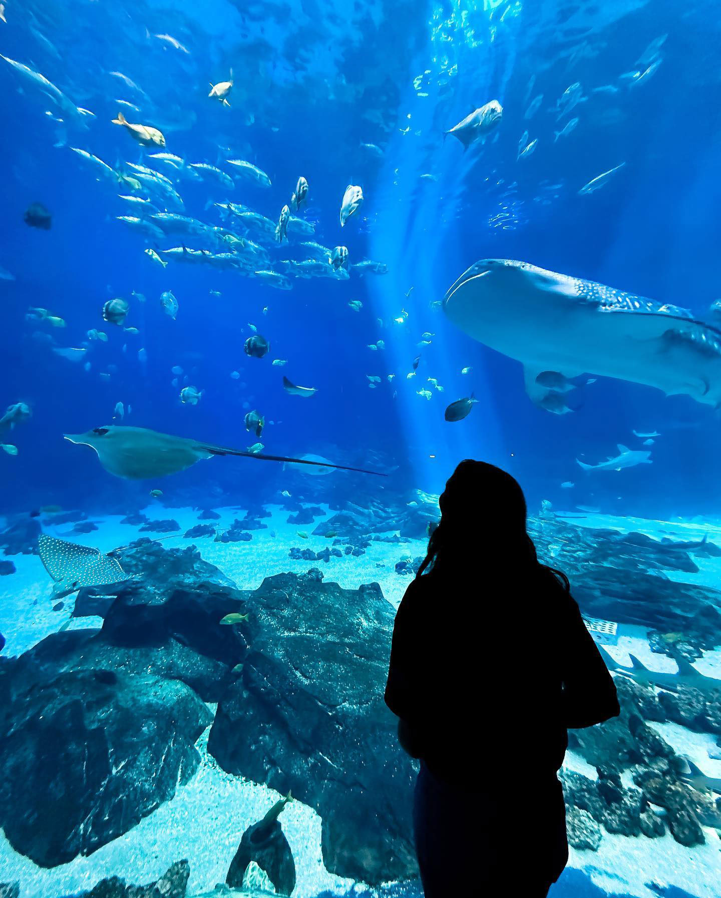 Georgia Aquarium in Atlanta, Georgia