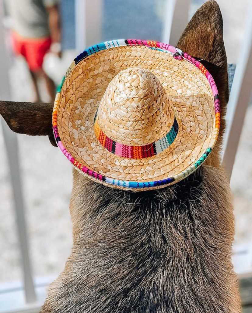 Pet-friendly Hola Taqueria & Bar in Roswell, Georgia. Photo by @koa.wade_gsd