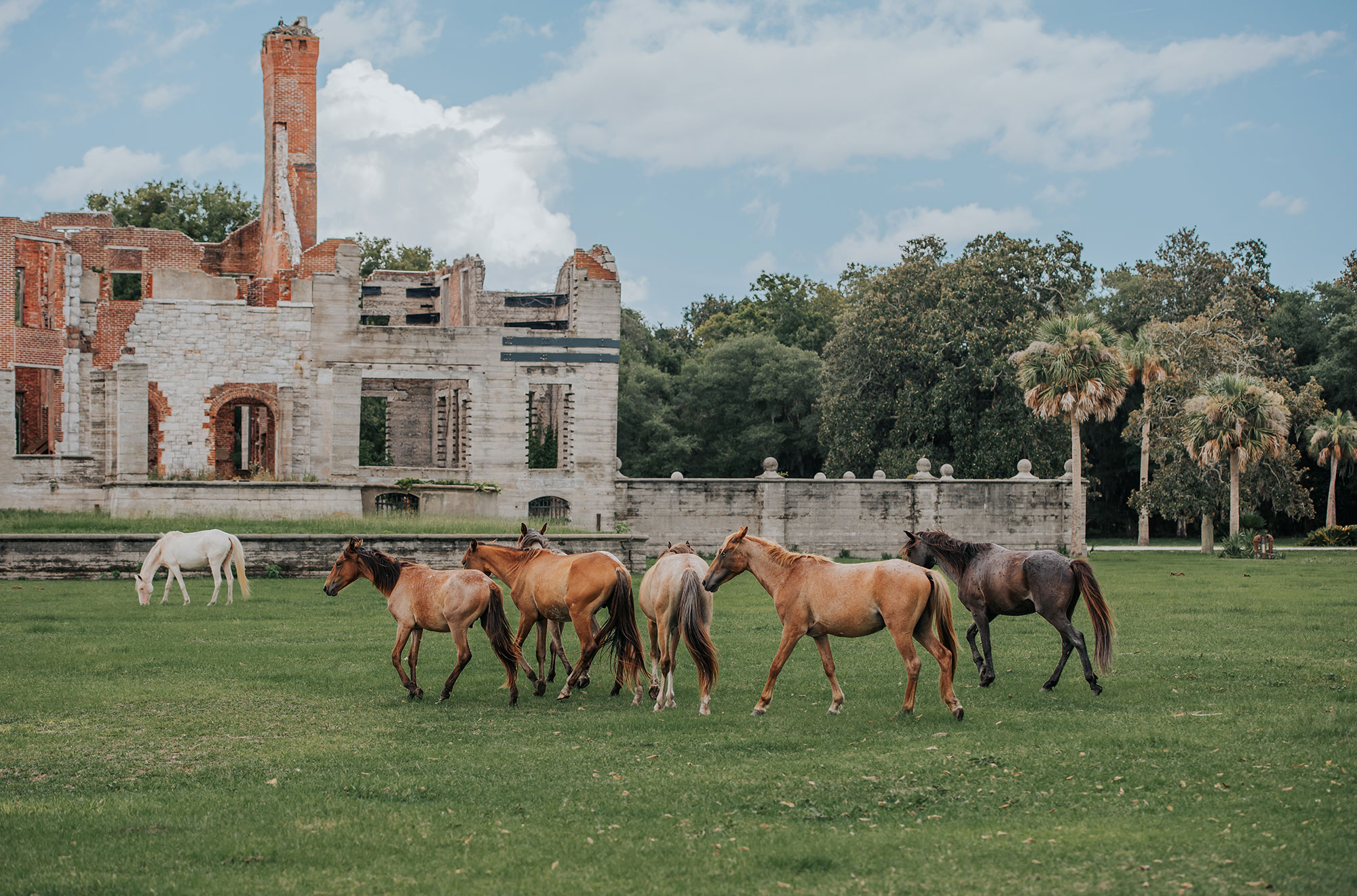 Horses near Dungeness ruins on Cumberland Island, Georgia. Photo by @gcalebjones