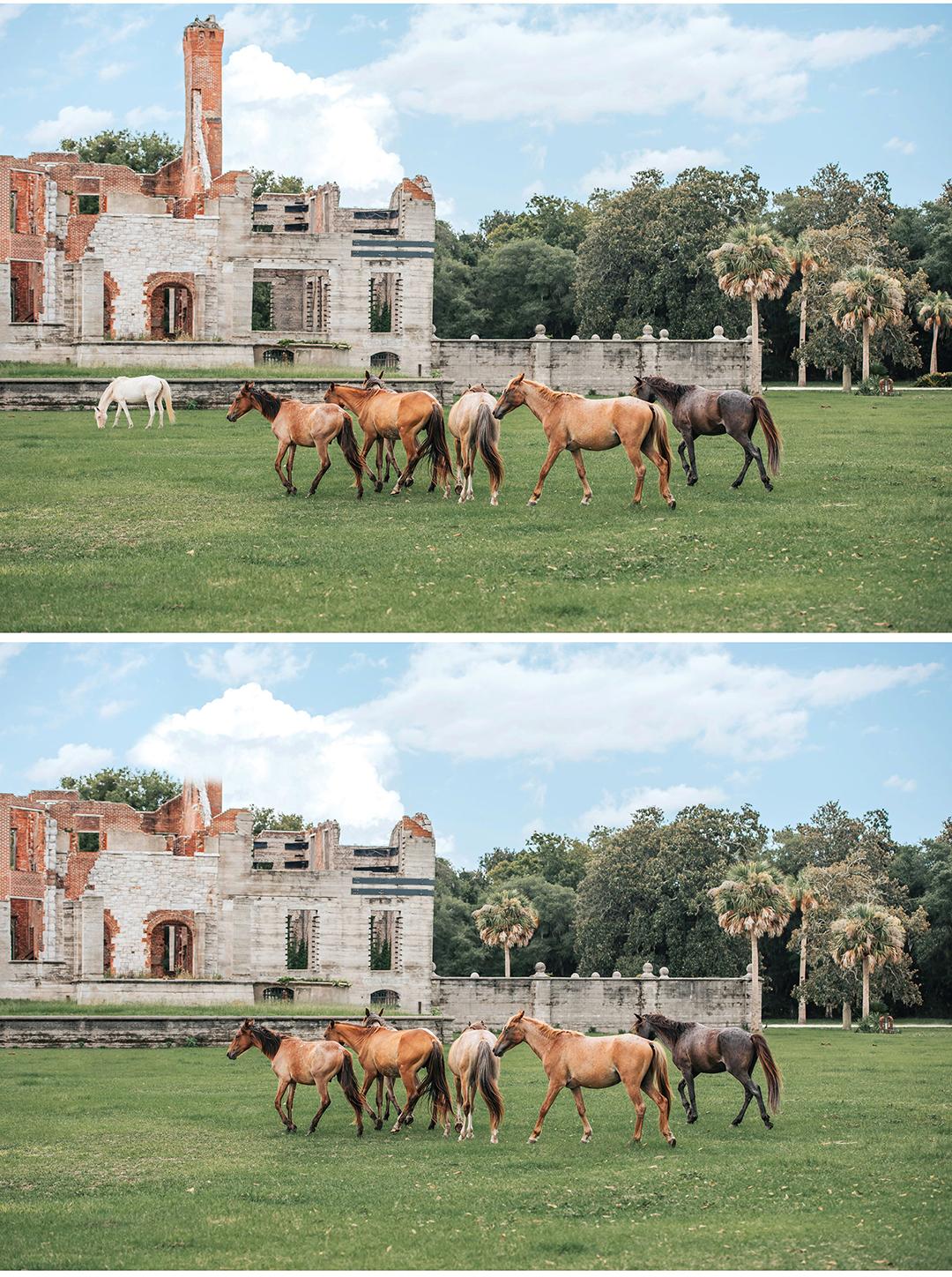 Horses on Cumberland Island, Georgia