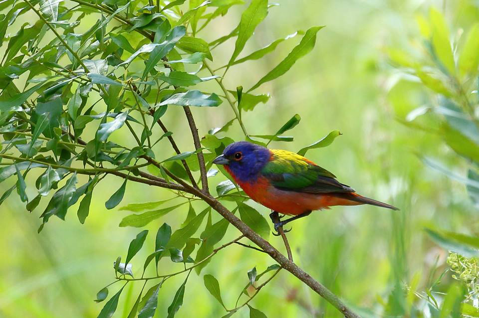 Painted bunting. Photo courtesy of Jeff Jones