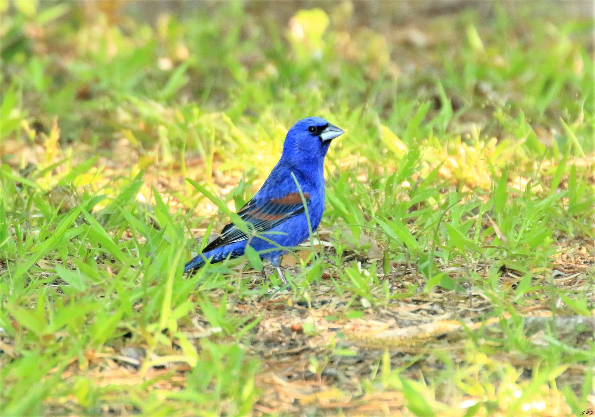 Blue grosbeak. Photo courtesy of Jeff Jones