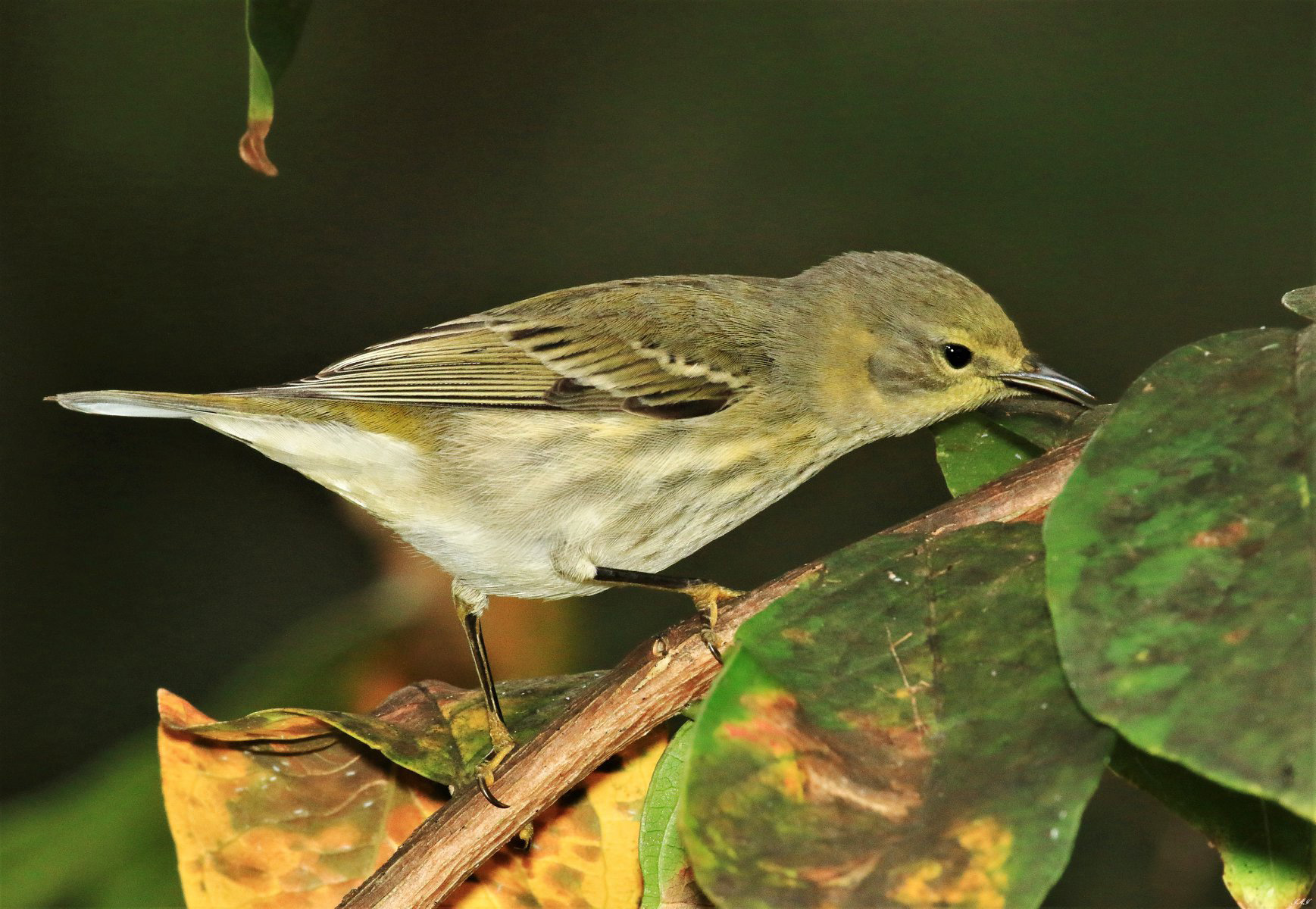 Cape May warbler. Photo courtesy of Jeff Jones