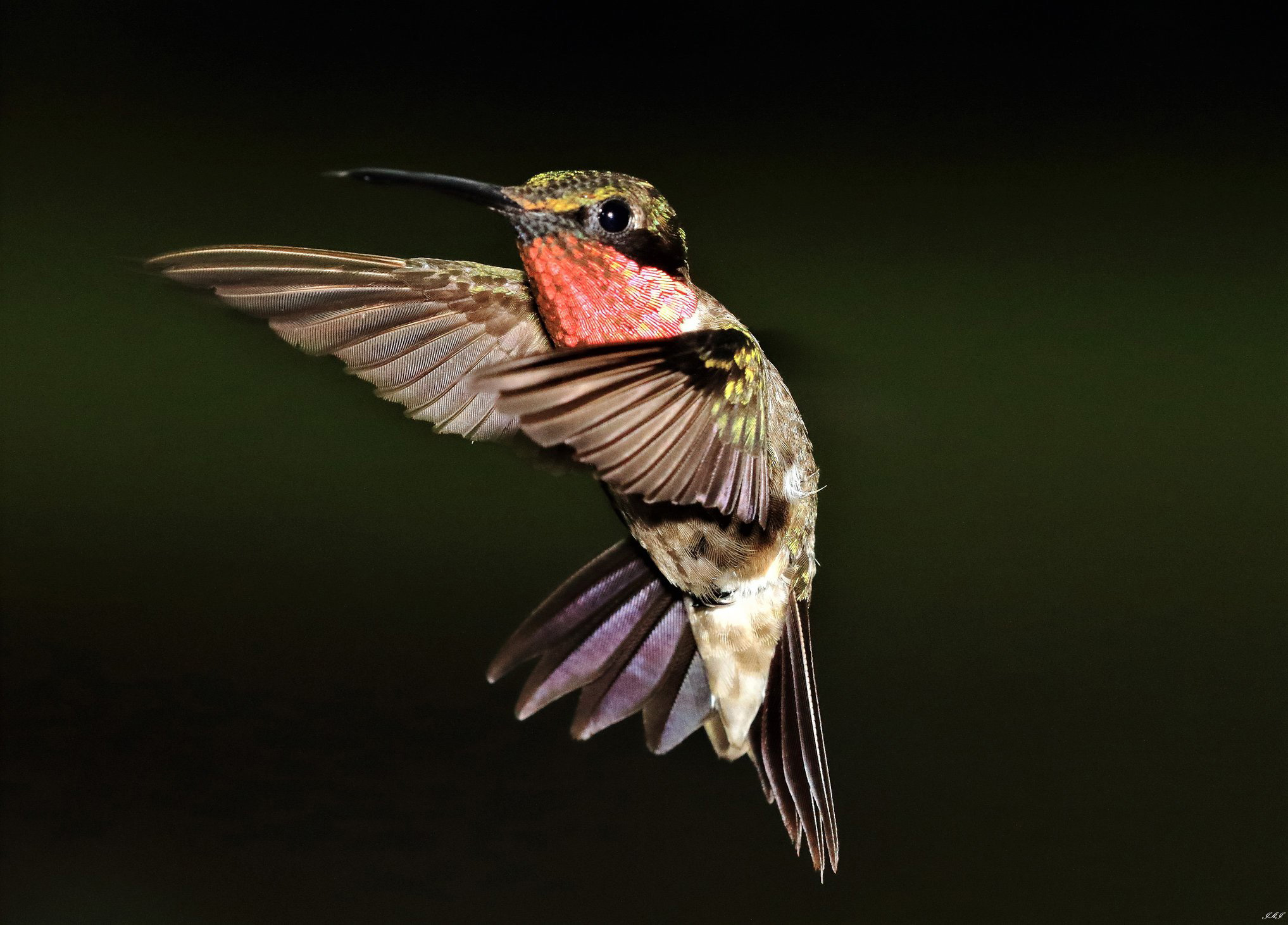 Hummingbird. Photo courtesy of Jeff Jones