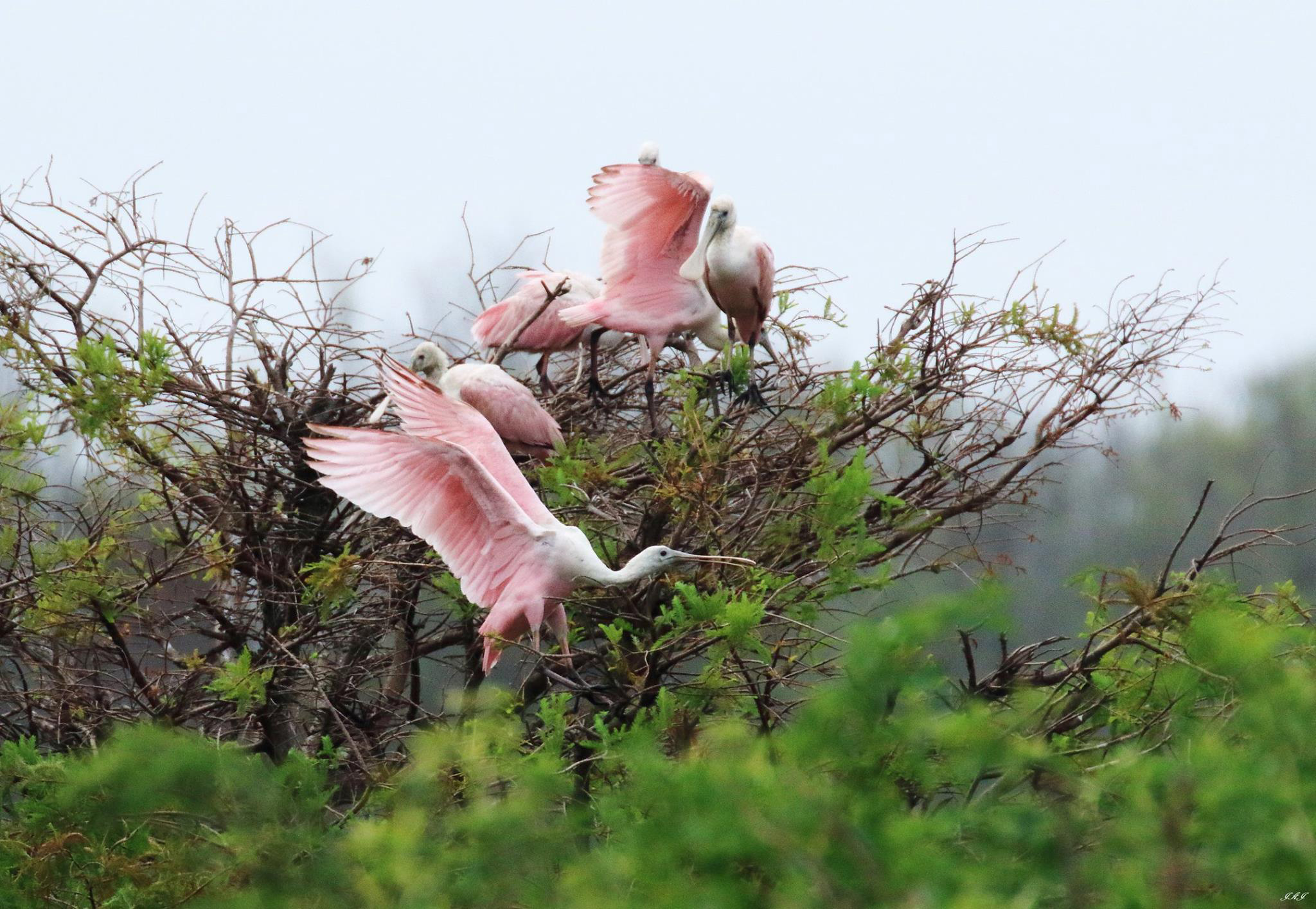 Roseate spoonbills. Photo courtesy of Jeff Jones