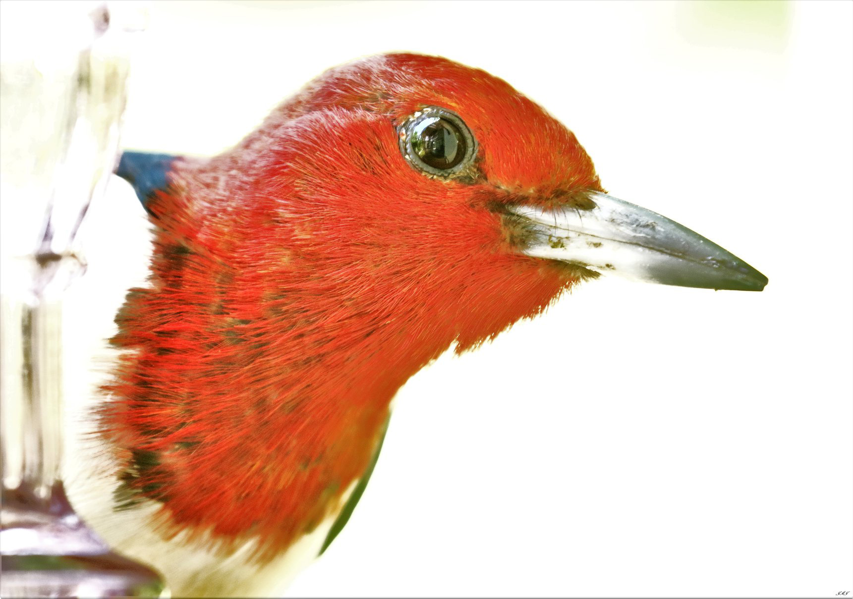 Woodpecker. Photo courtesy of Jeff jones