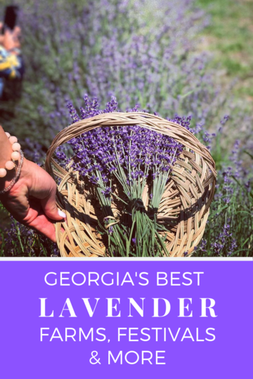 Lavender pinterest