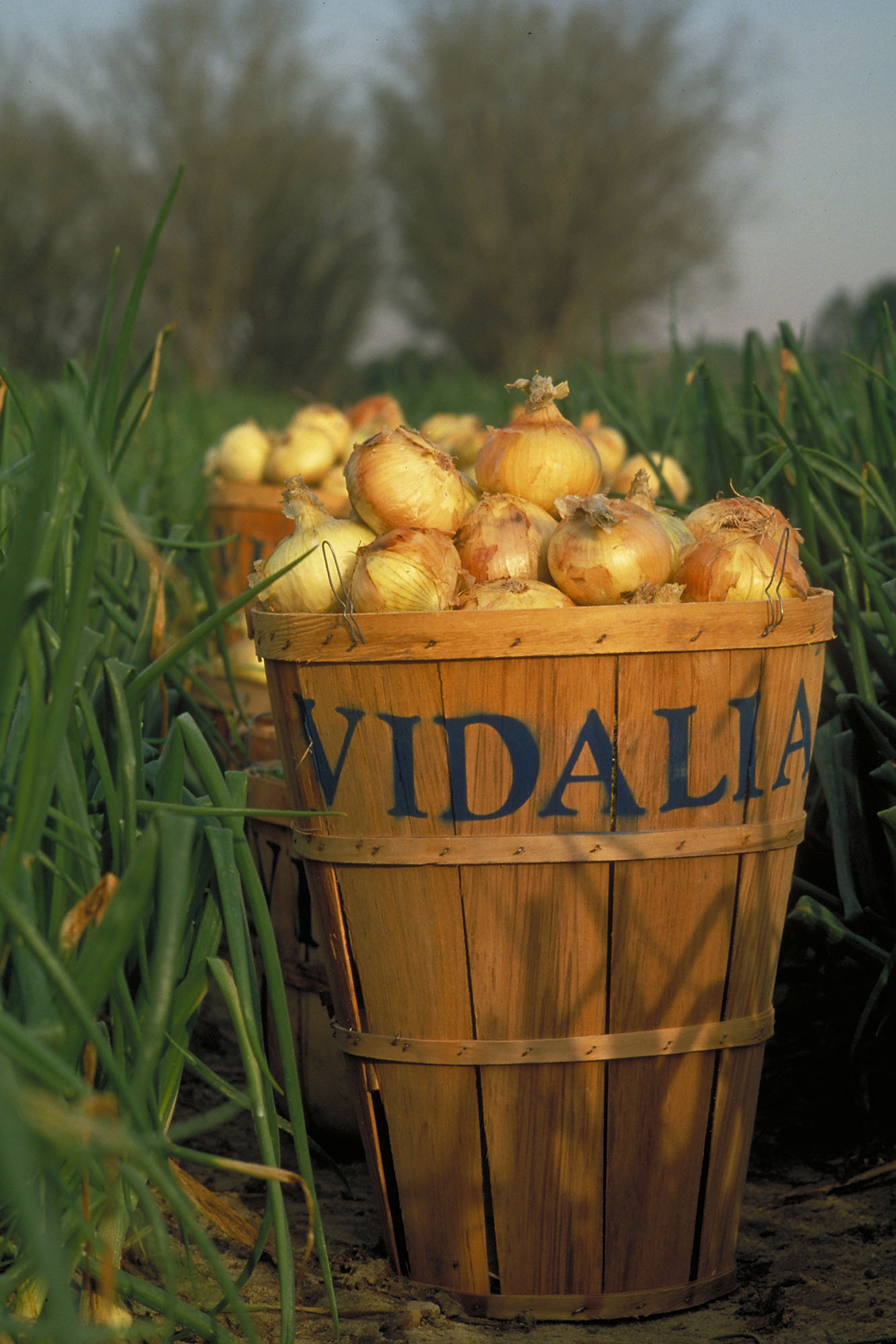 Vidalia Onions
