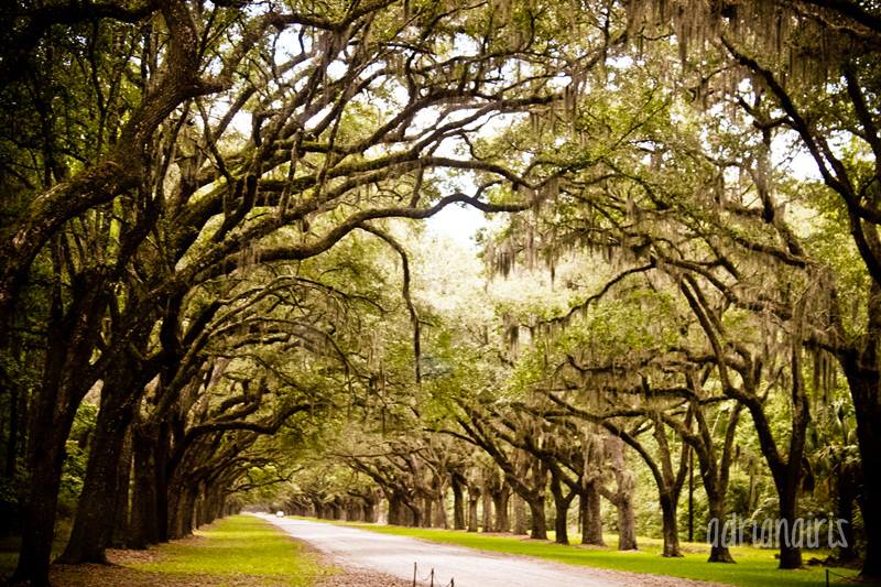 Wormsloe Historic Site in Savannah. Photo by Adriana Iris Boatwright, submitted via Facebook