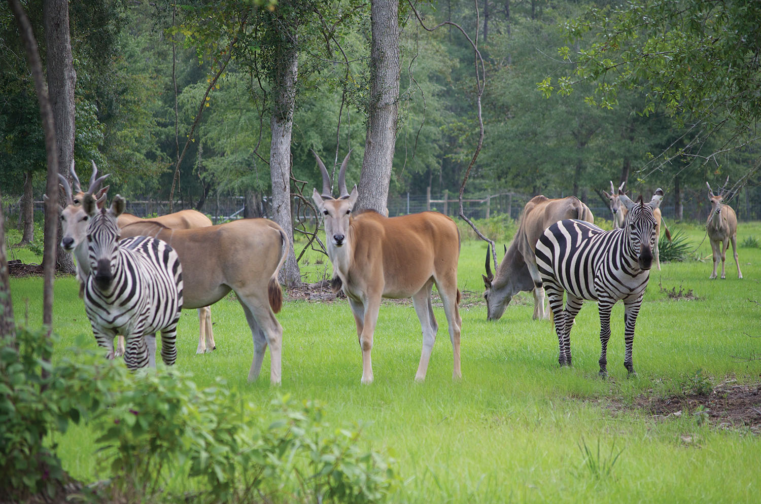 Animals at Chehaw Park in Albany, Georgia